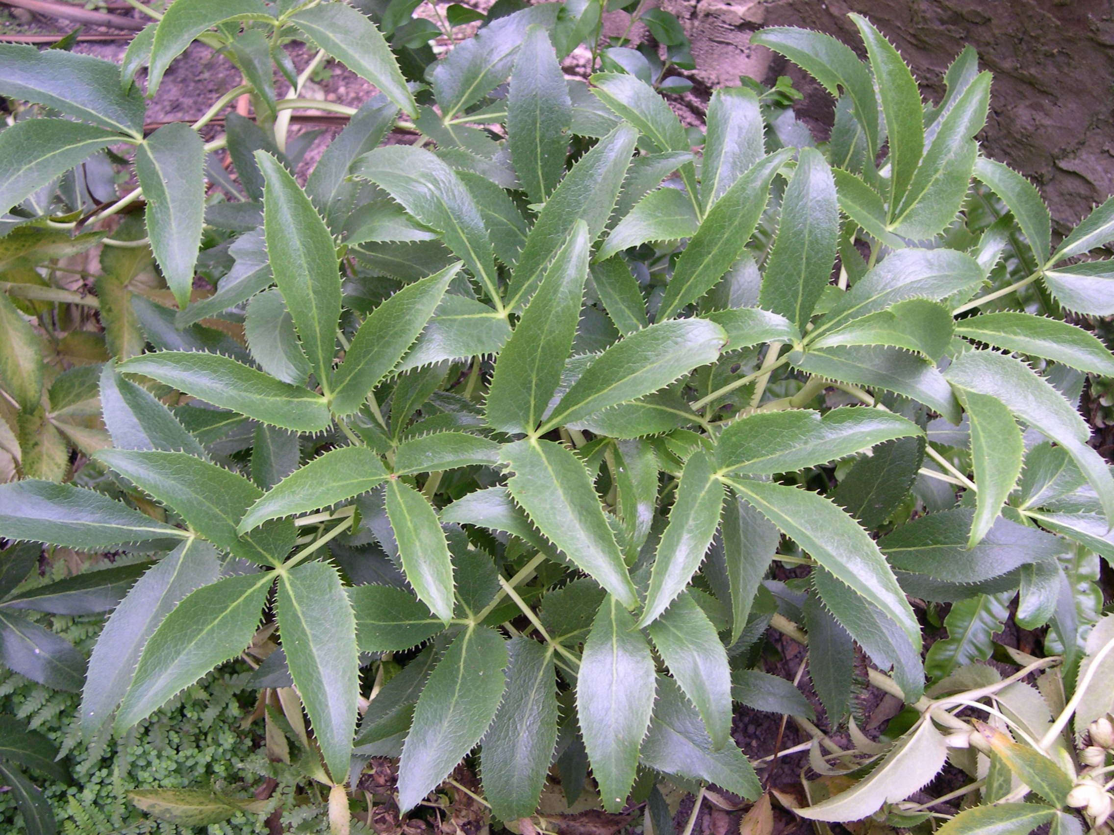 Afficher le média helleborus_lividus_corsicus3md helleborus_lividus_corsicus3md