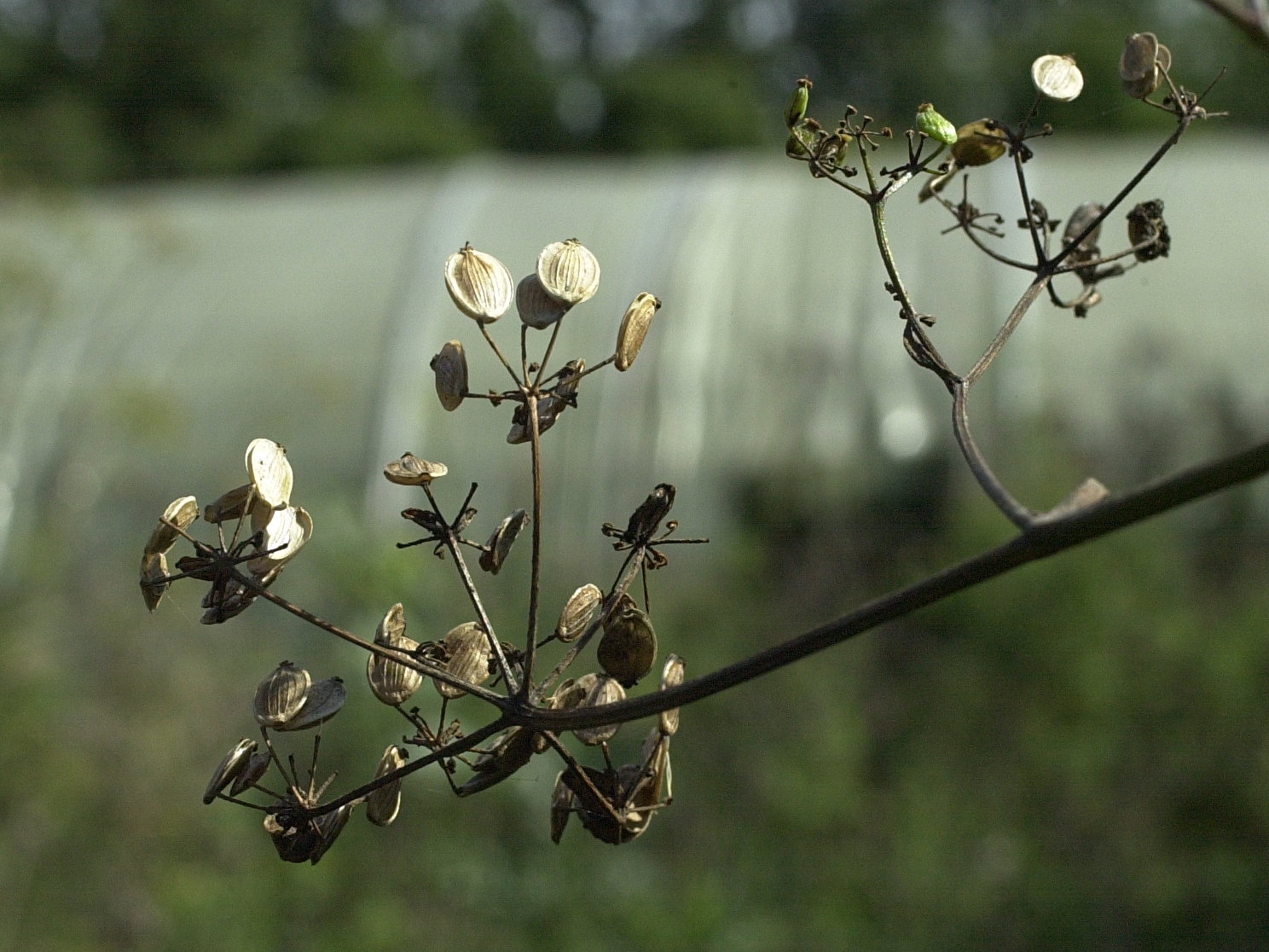 heracleum_sphondylium5md