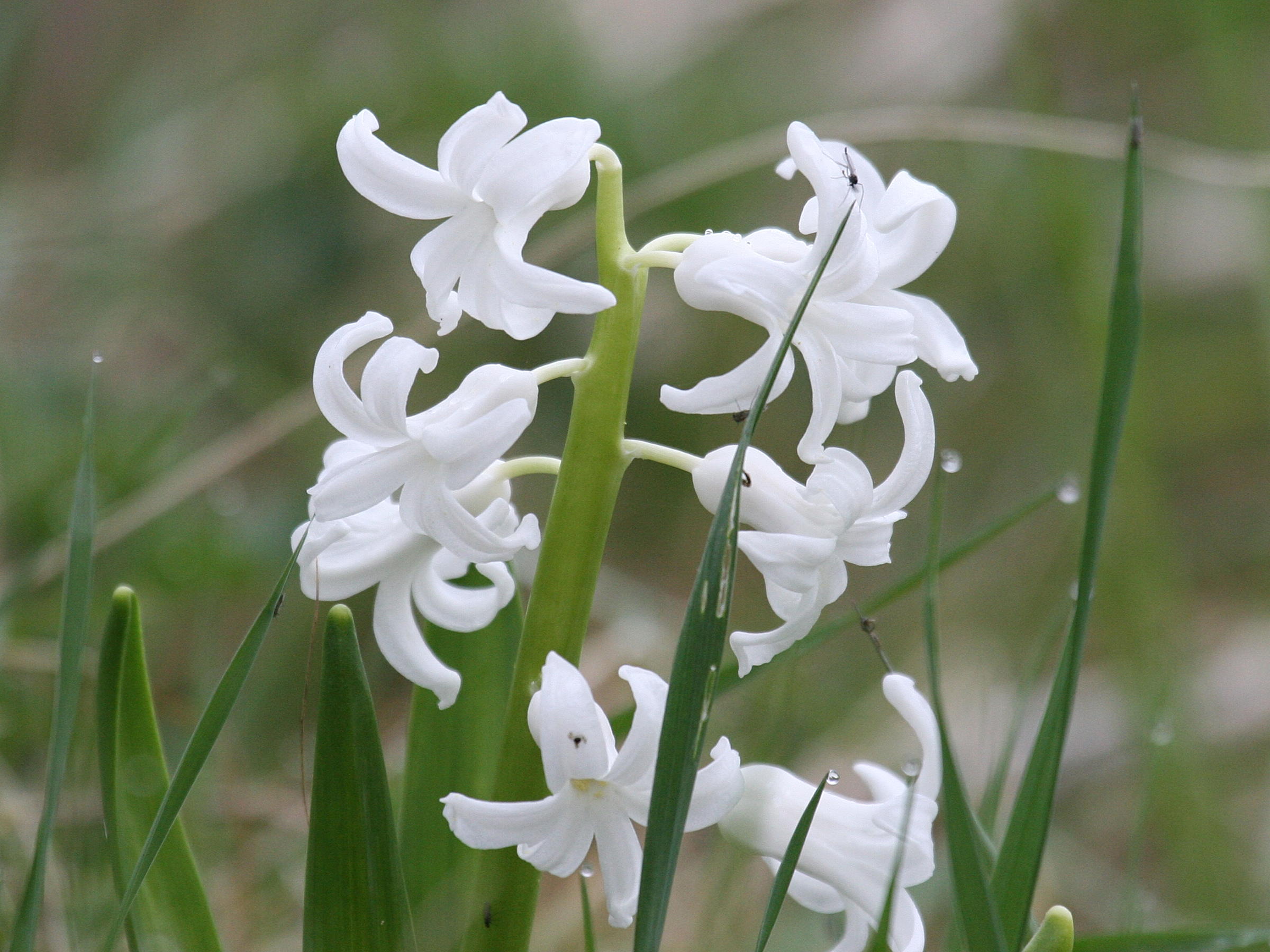 hyacinthus_orientalis2md