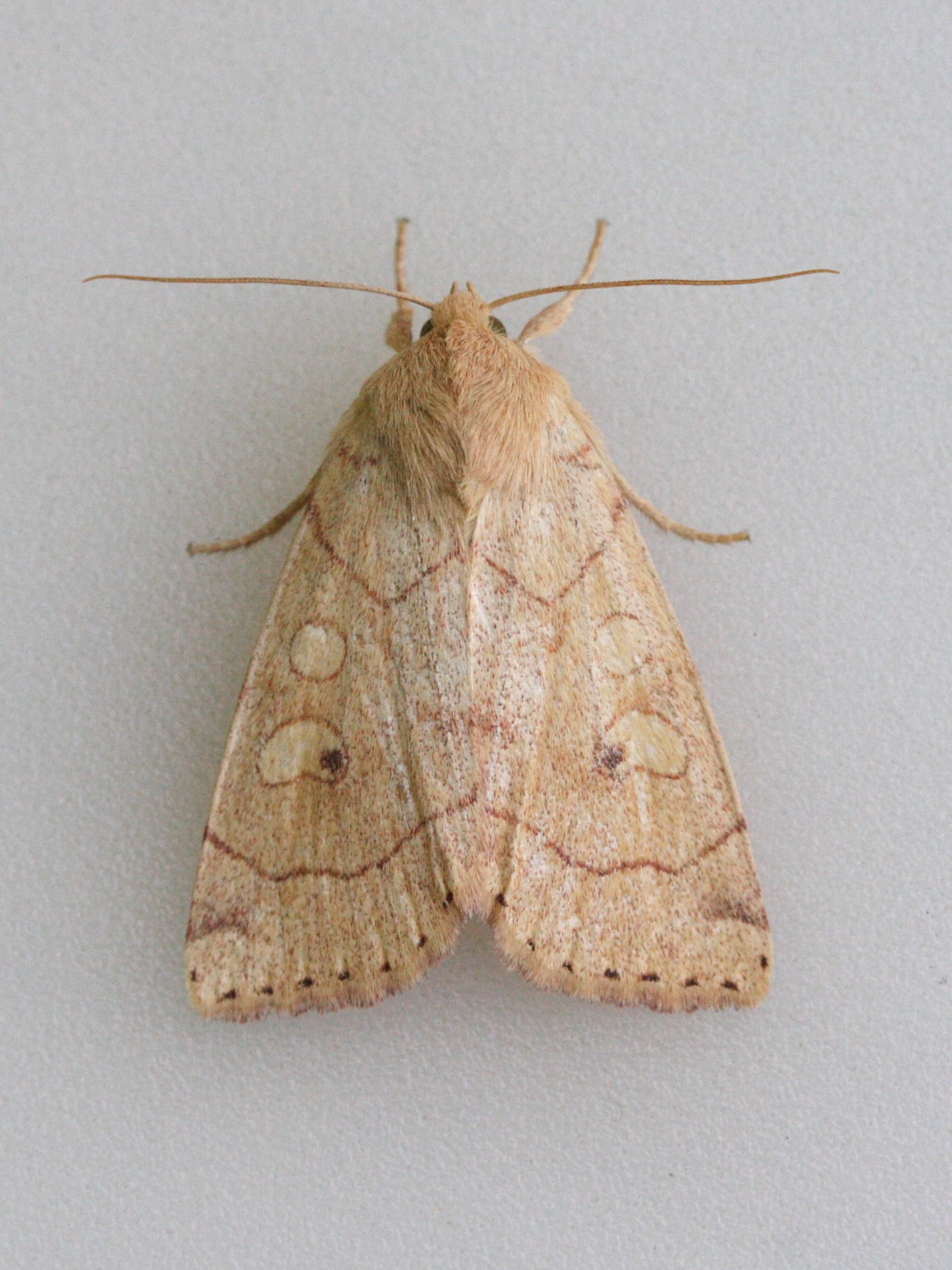 hydraecia_micacea6md