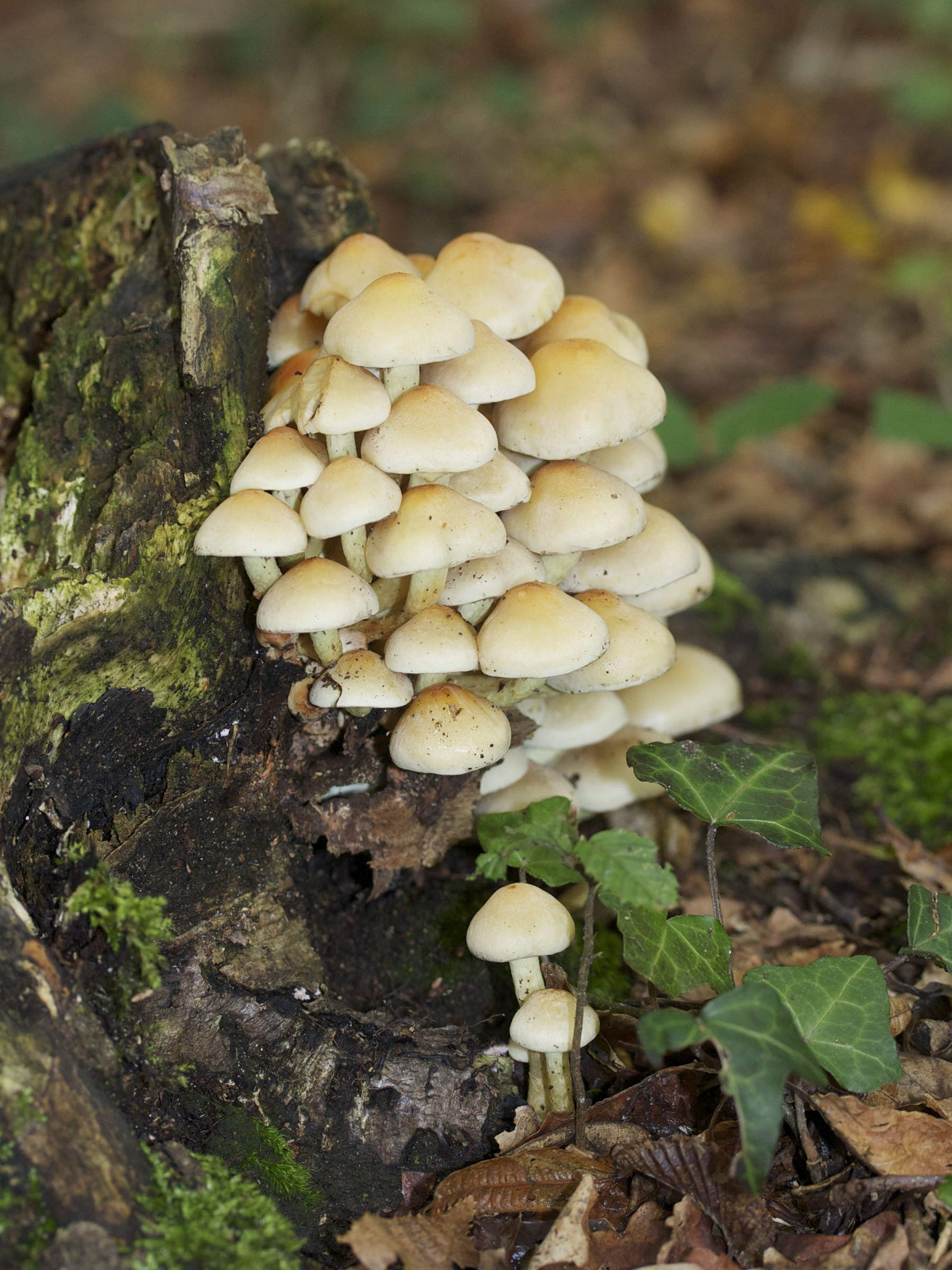 Afficher le média hypholoma_fasciculare3md hypholoma_fasciculare3md