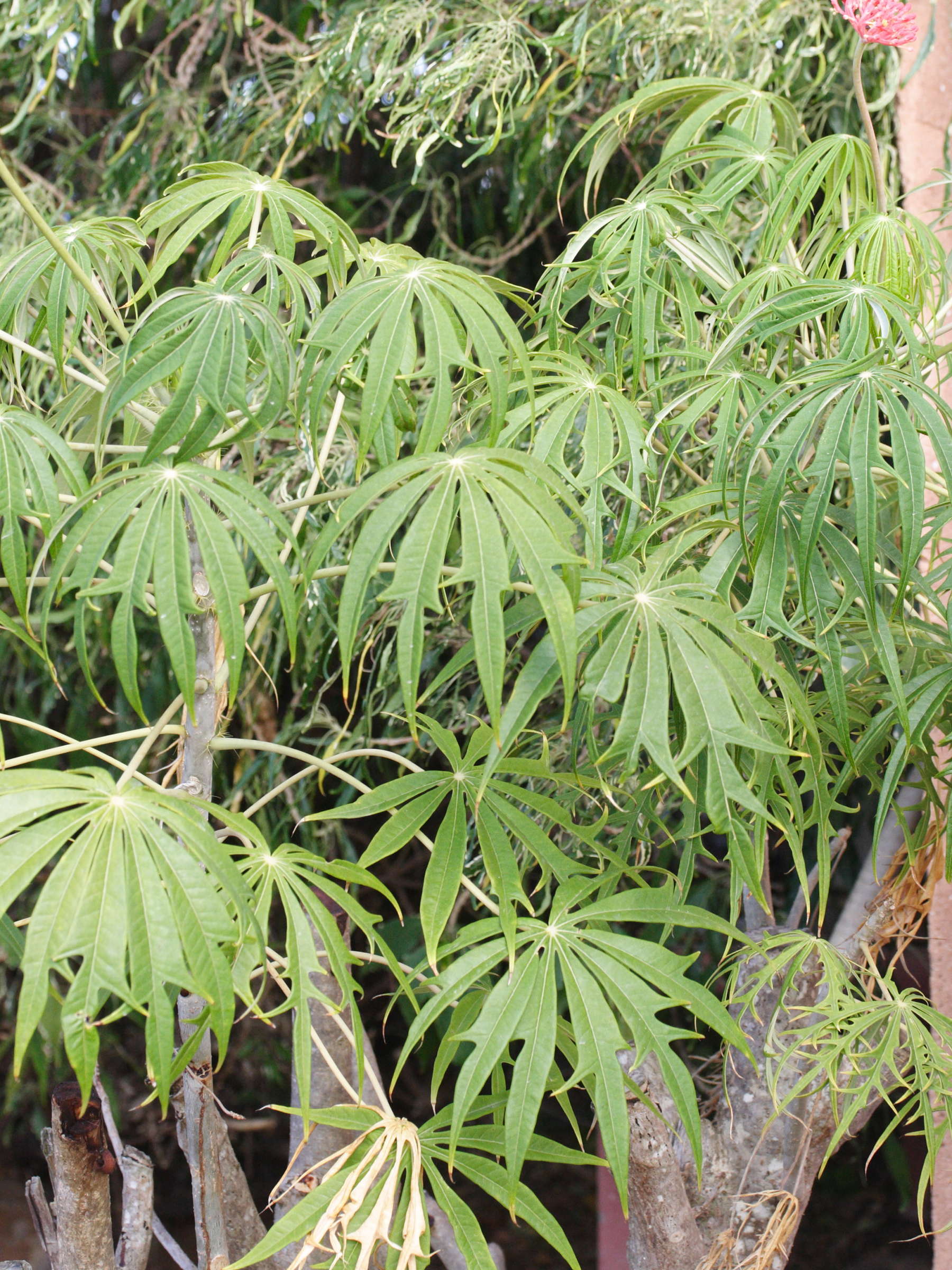 Afficher le média jatropha_multifida1md jatropha_multifida1md