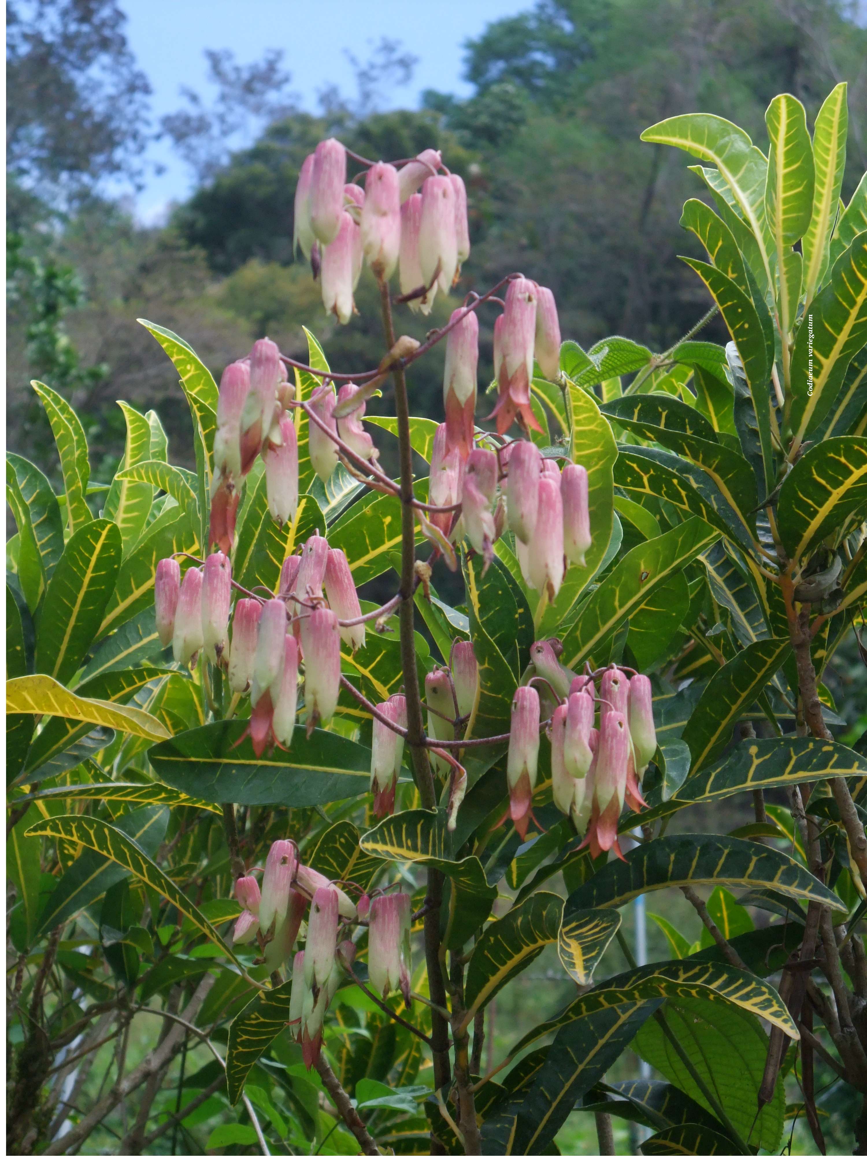 kalanchoe_pinnata1sd