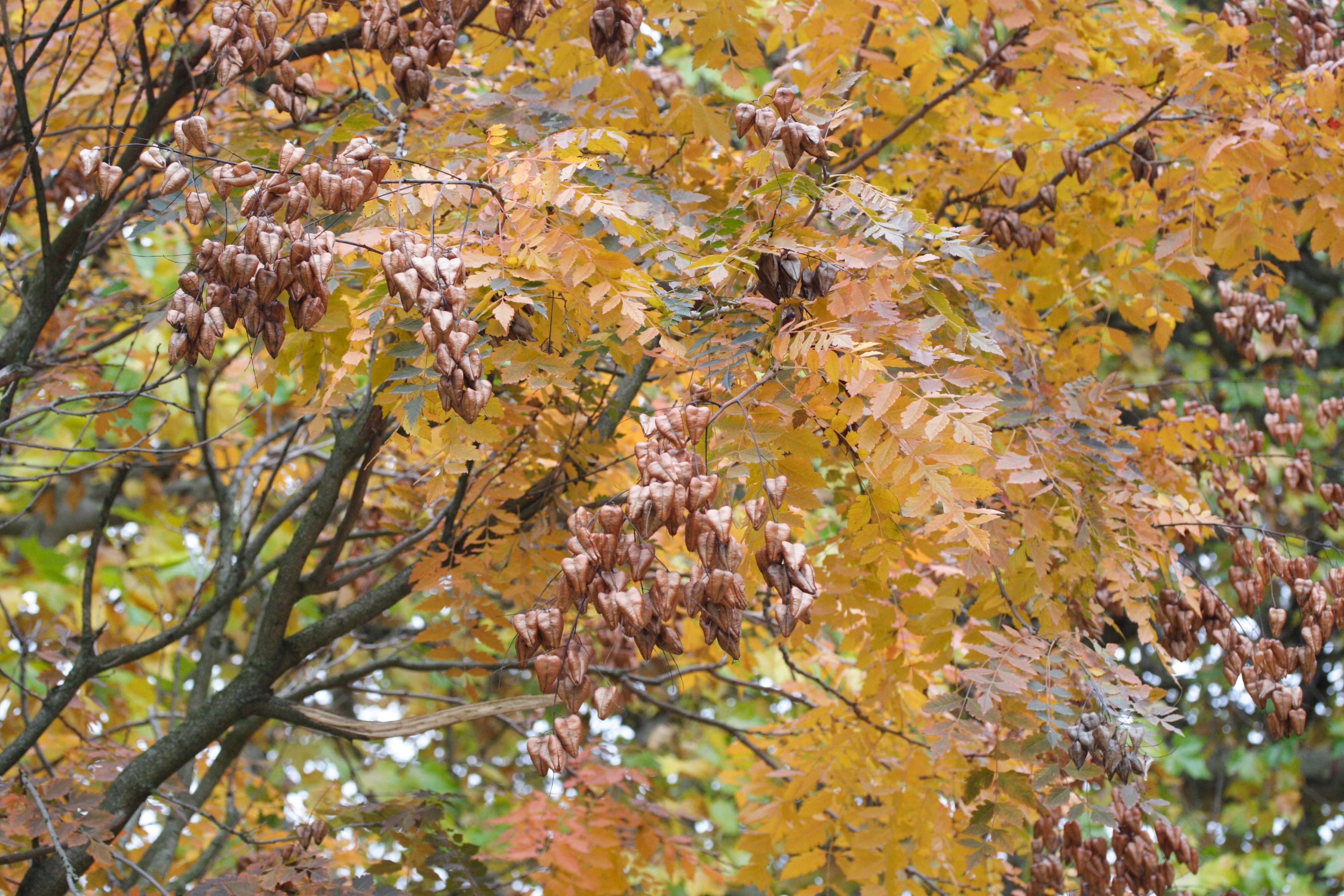 koelreuteria_paniculata9md