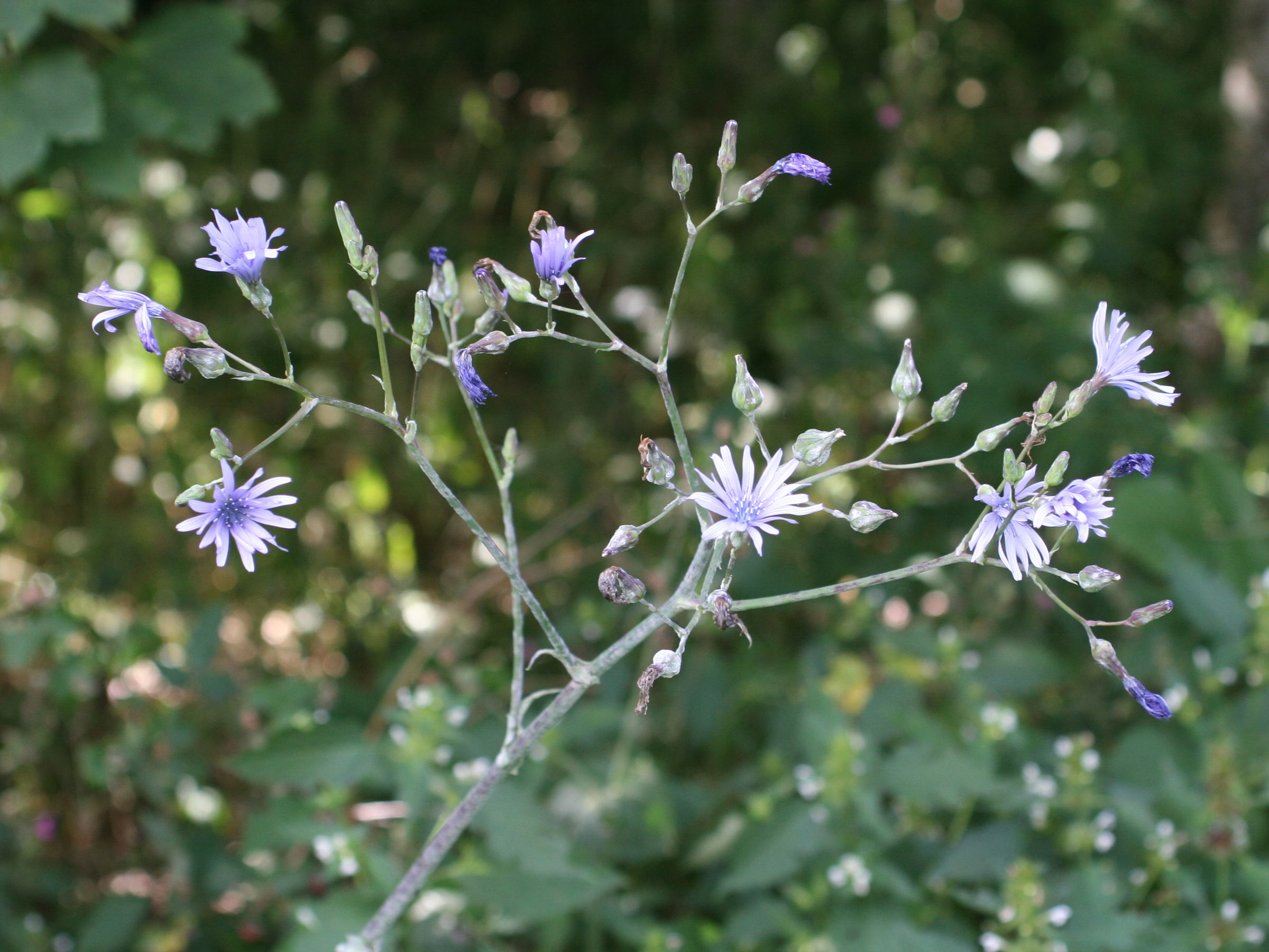 Afficher le média lactuca_plumieri1md lactuca_plumieri1md