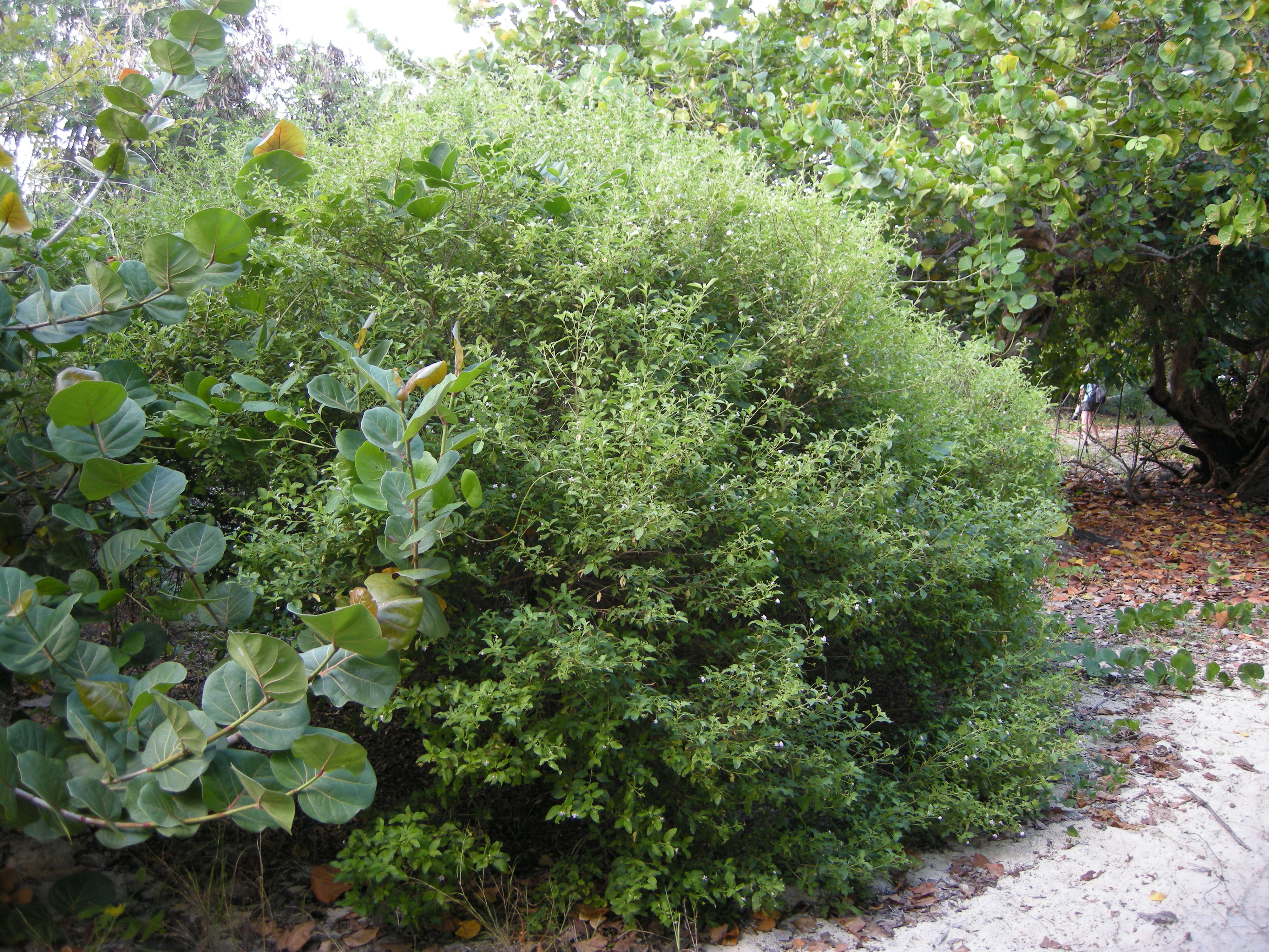 lantana_involucrata3md