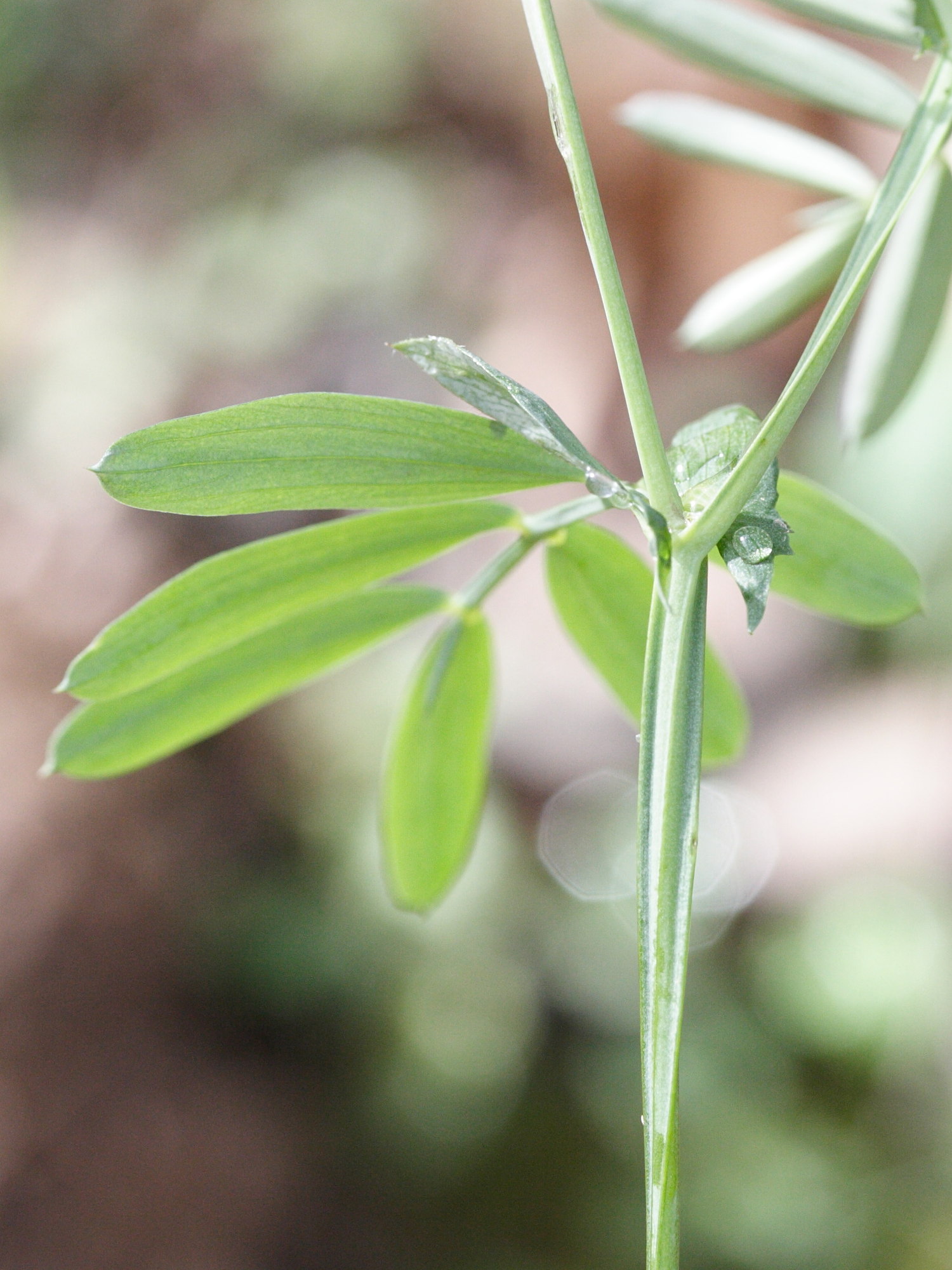 lathyrus_montanus4md