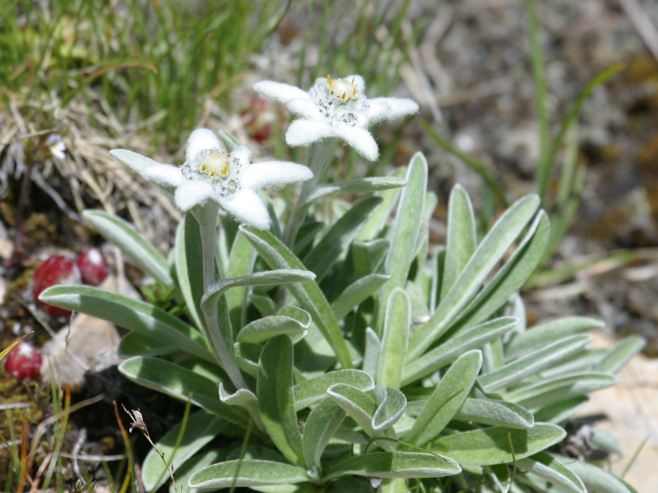 Afficher le média leontopodium_alpinum4bd leontopodium_alpinum4bd
