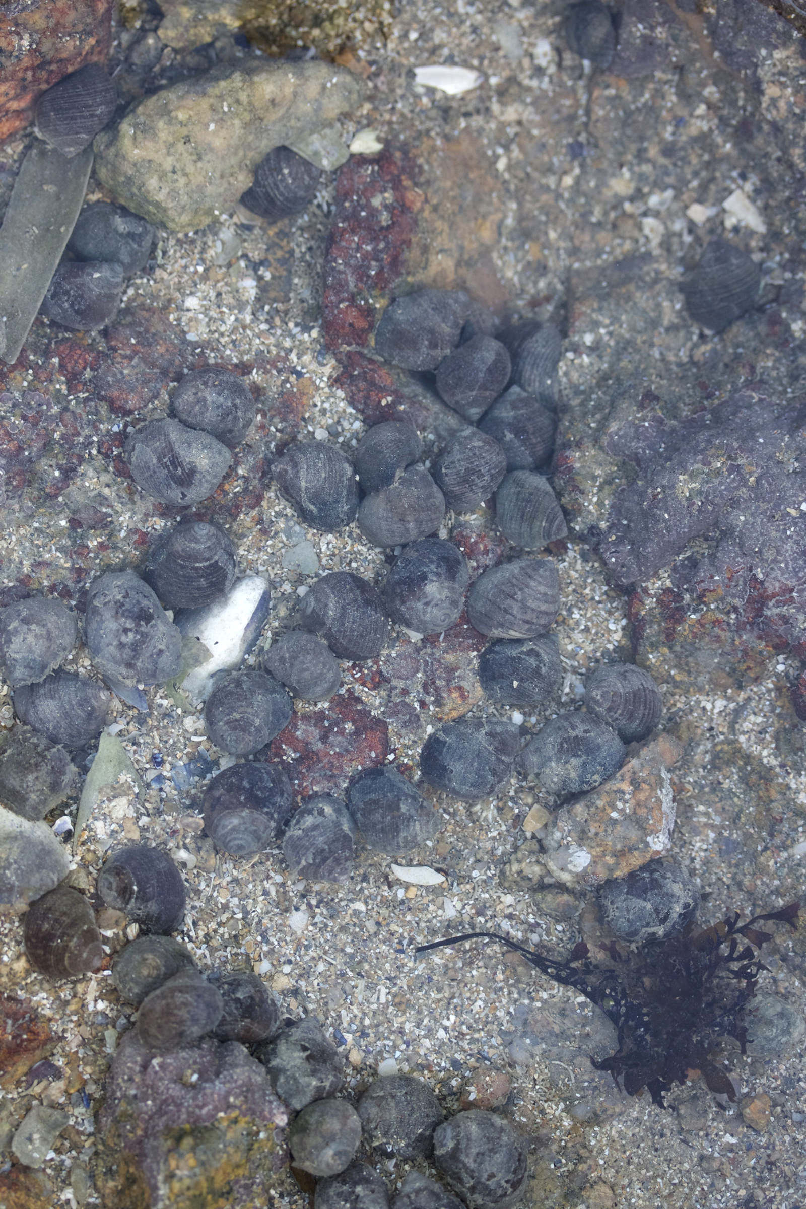 Afficher le média littorina_littorea1bmd littorina_littorea1bmd