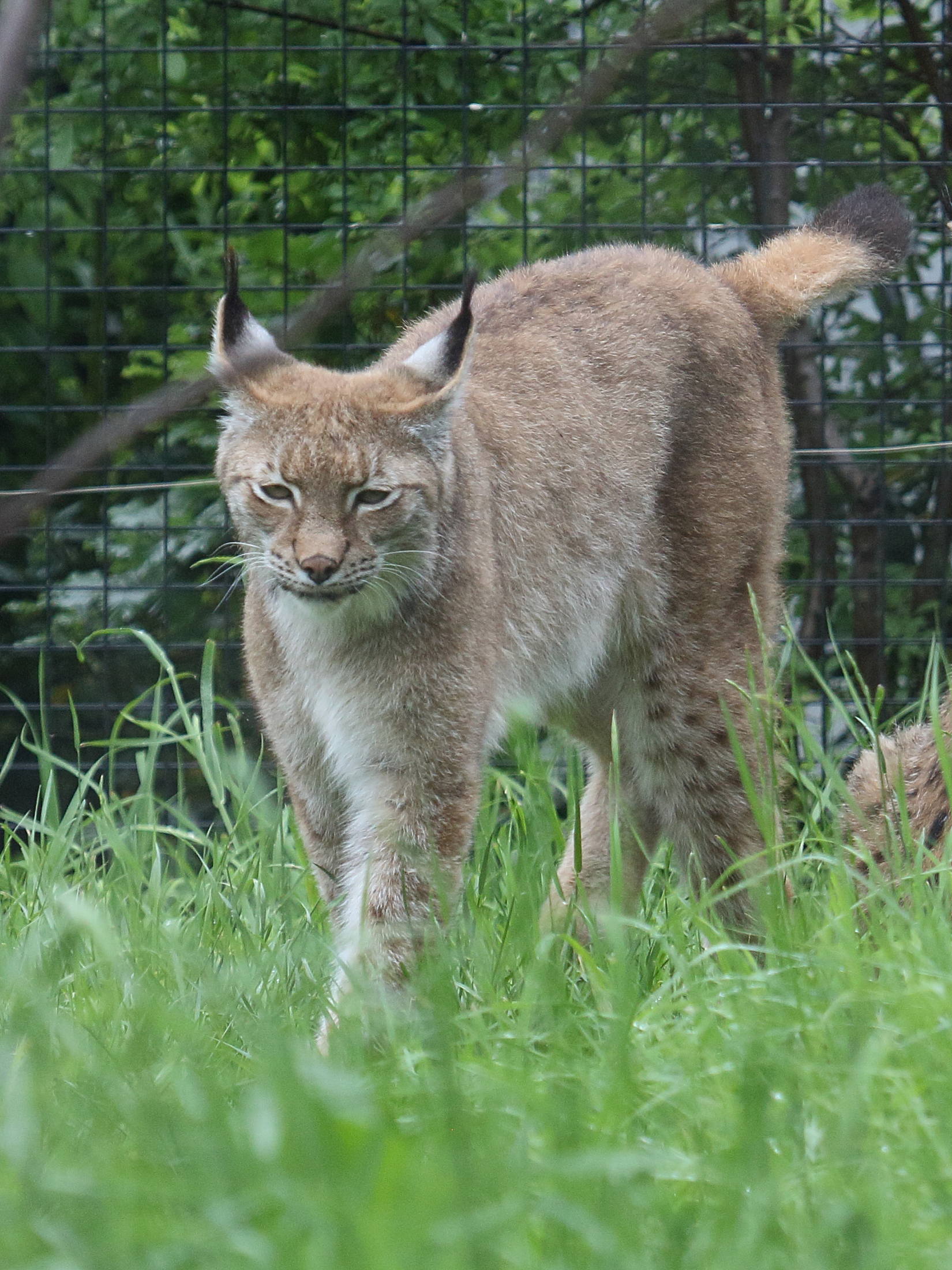 Lynx_lynx