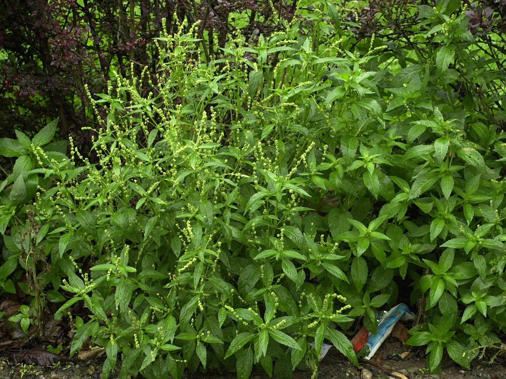 Afficher le média mercurialis_annua1md mercurialis_annua1md