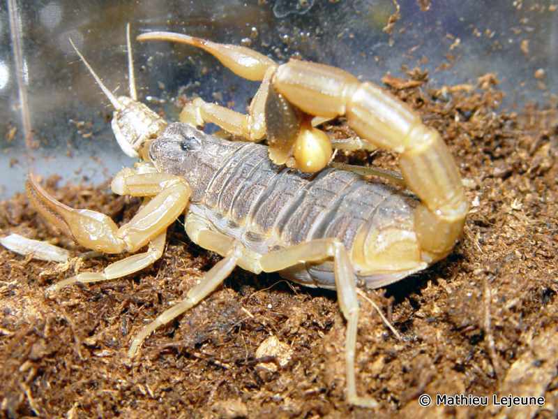 mesobuthus_martensi2ml