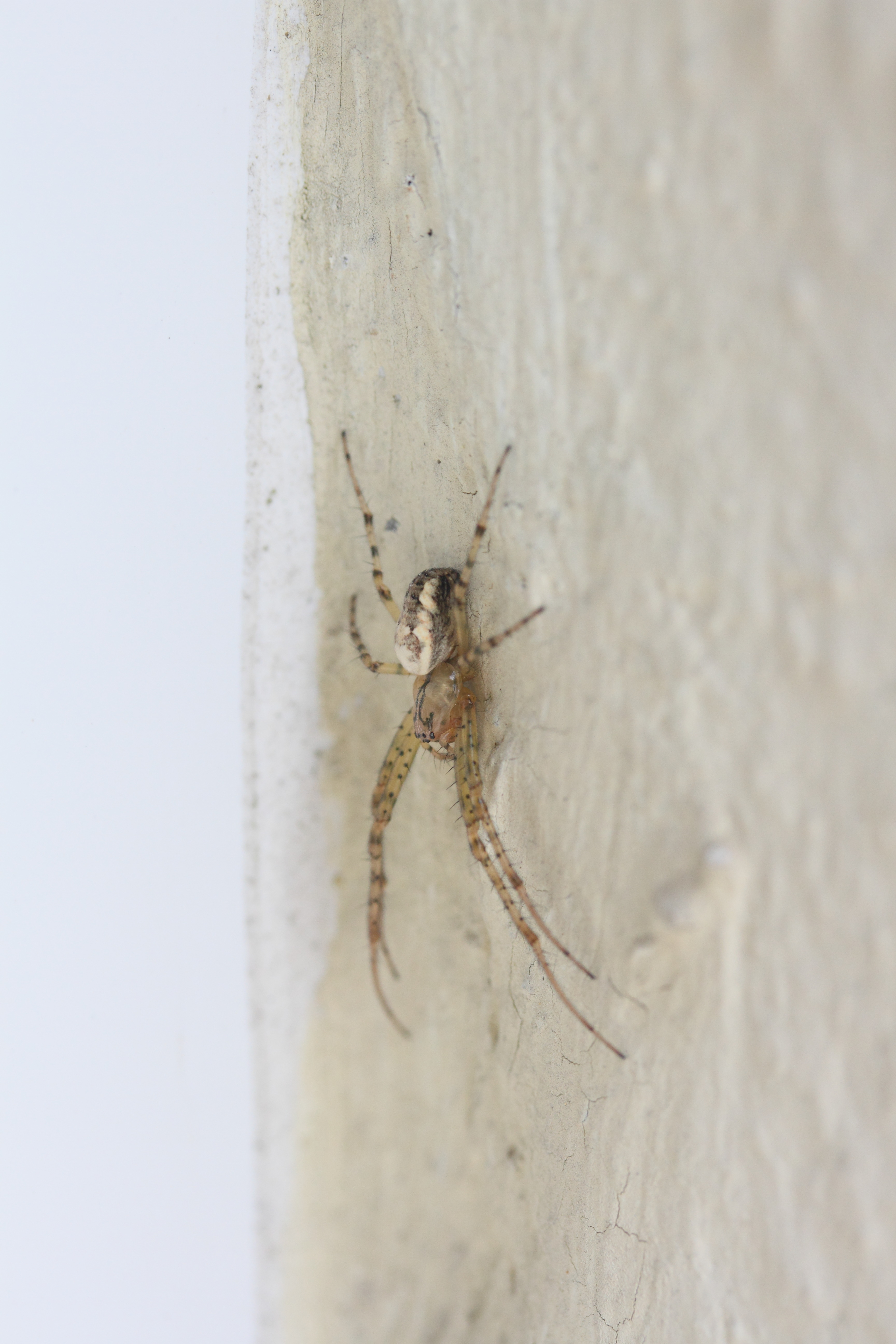 metellina_segmentata2md