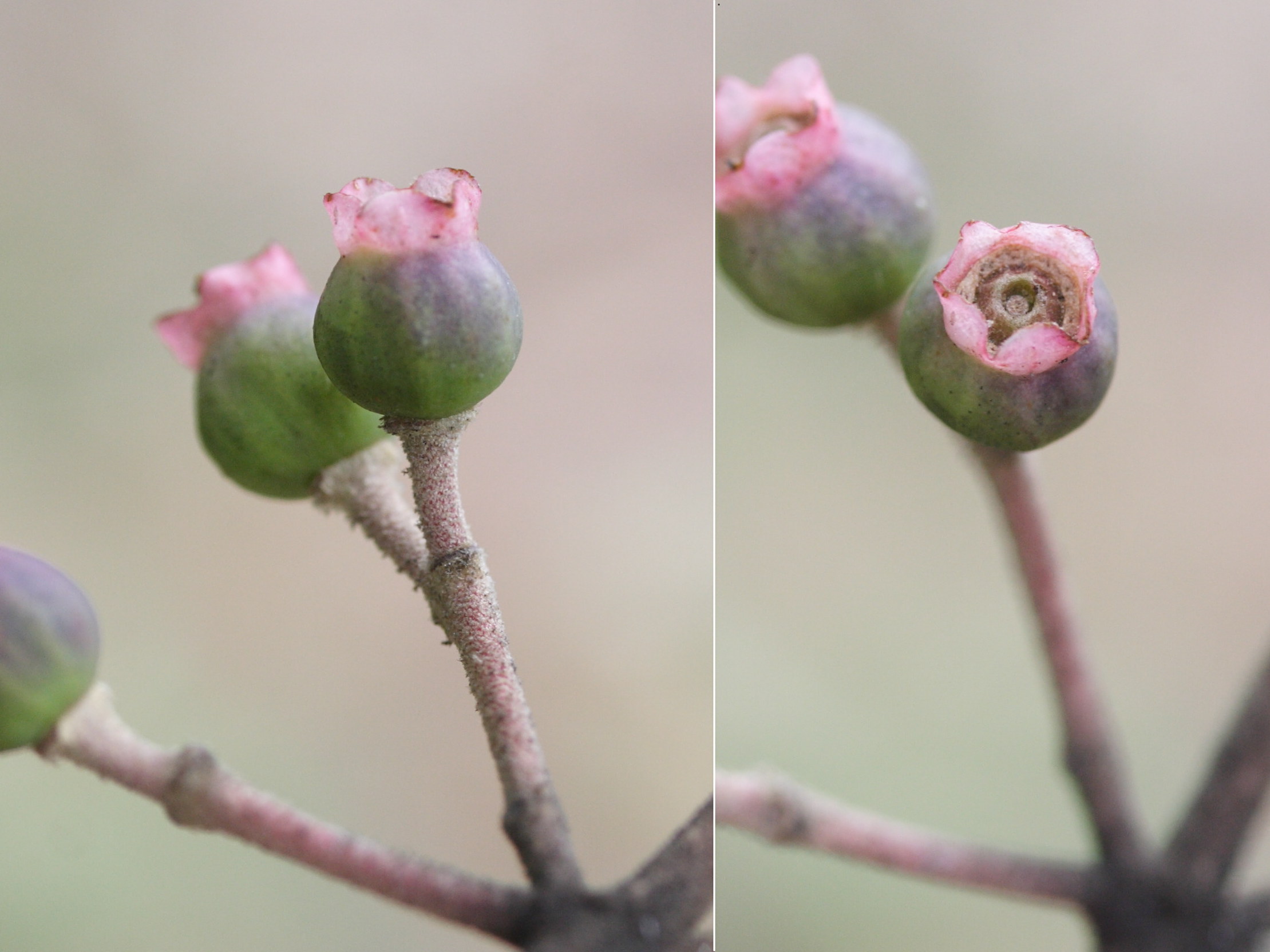 miconia_mirabilis5md