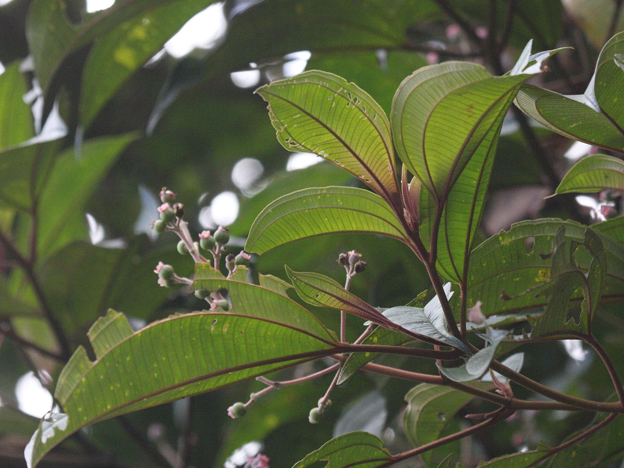 miconia_mirabilis6bd