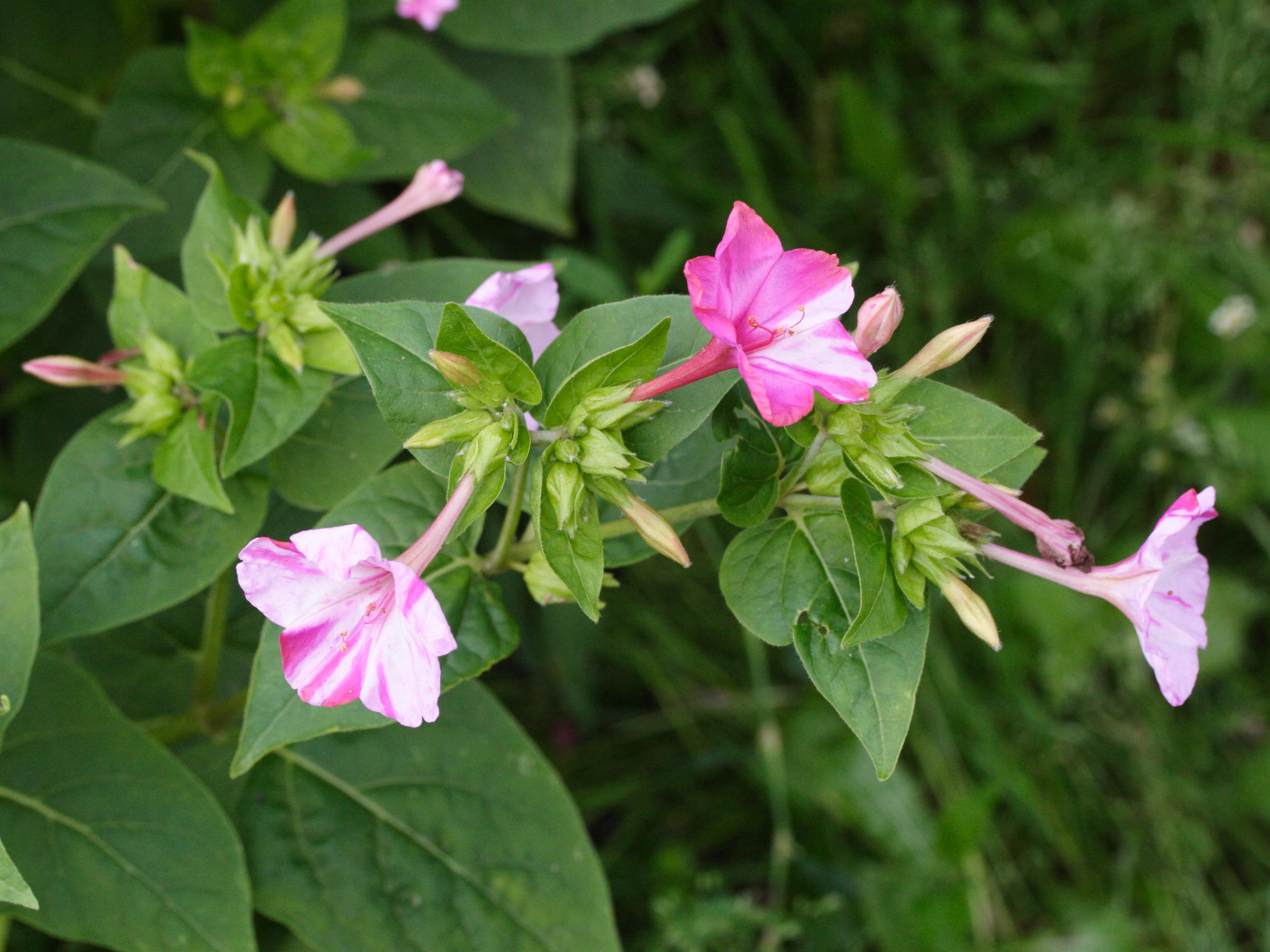 mirabilis_jalapa4md