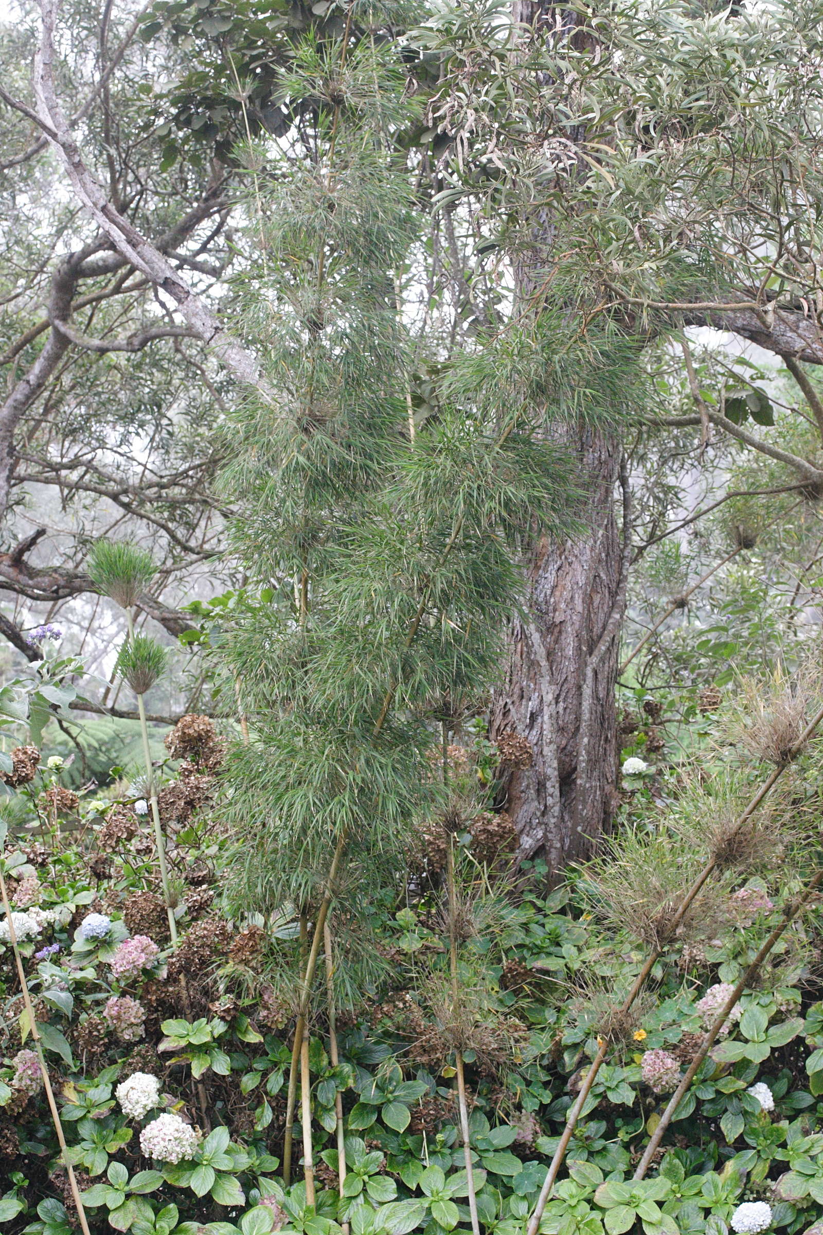 nastus_borbonicus3md