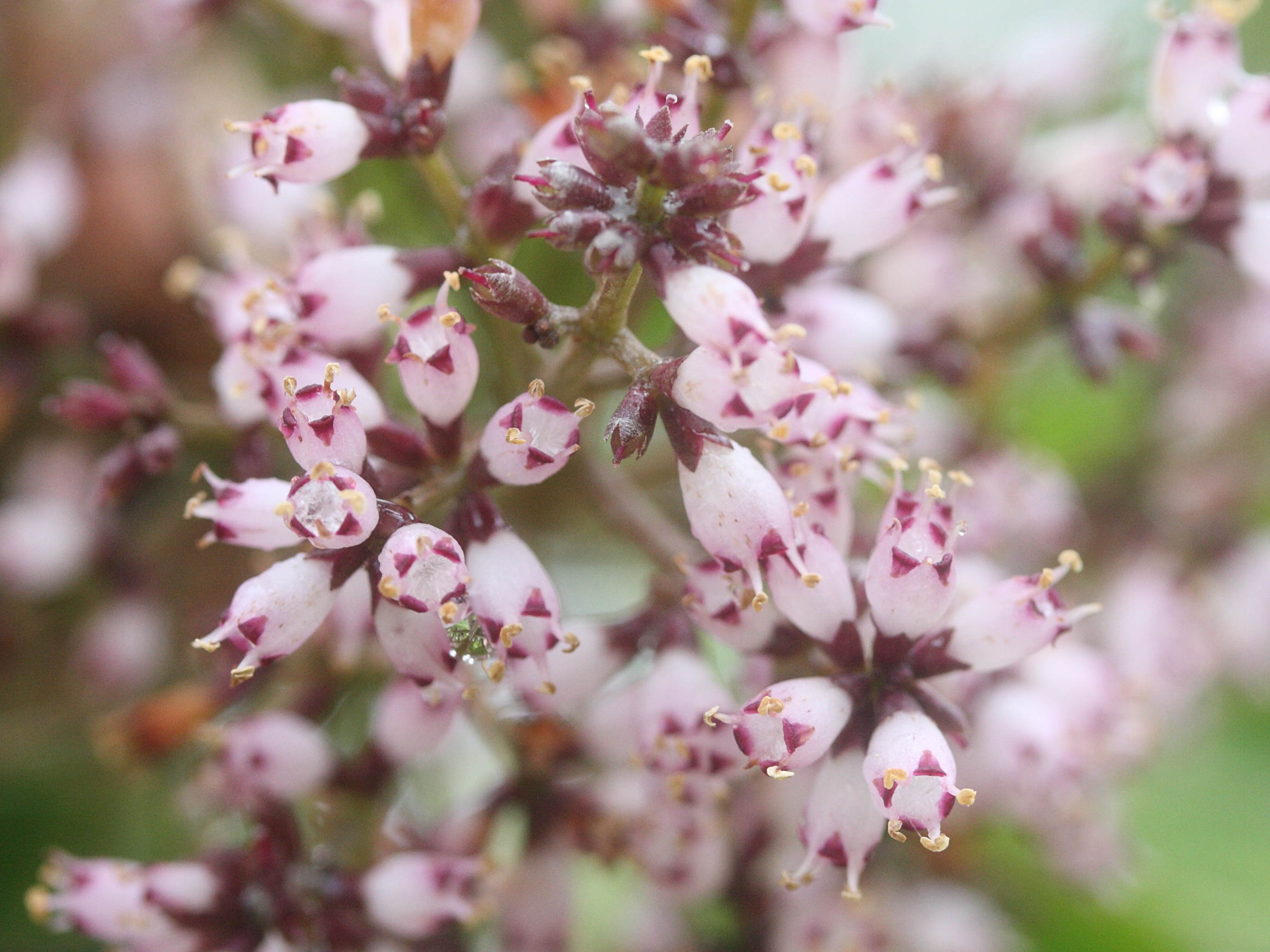 nuxia_verticillata6md