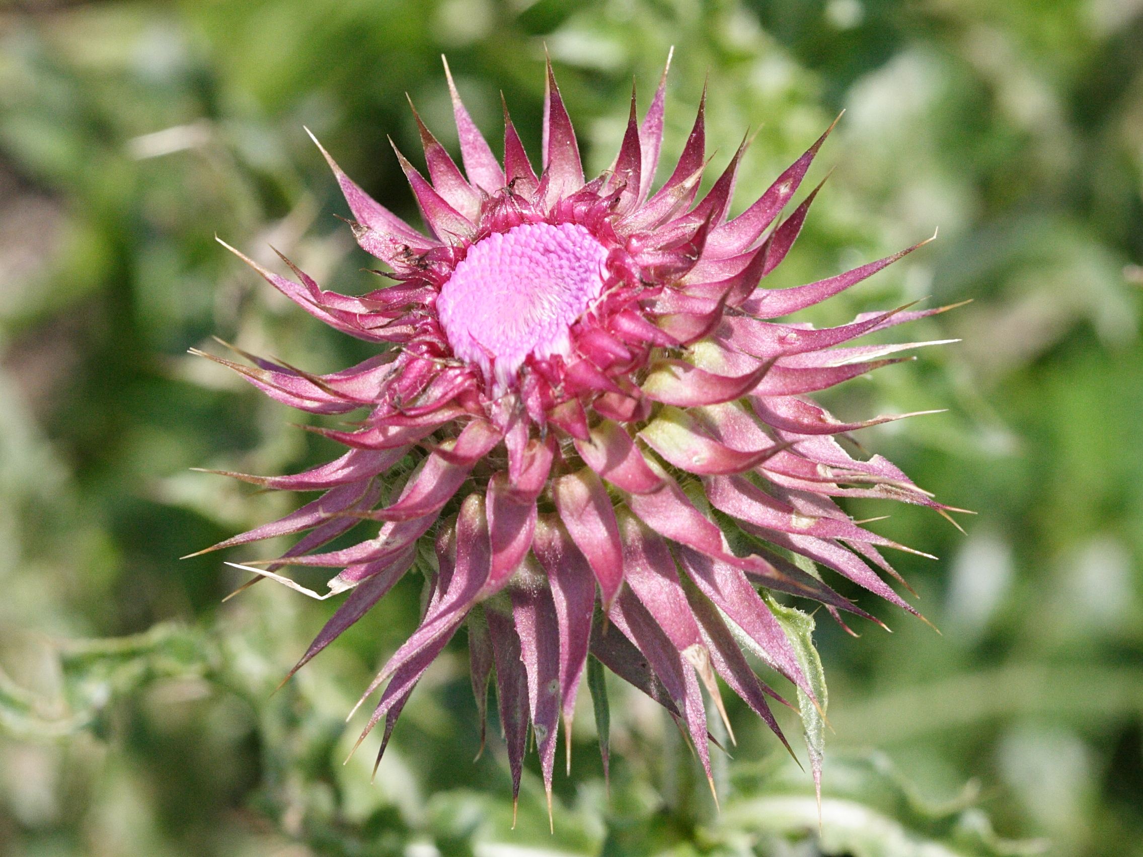 Afficher le média onopordum_illyricum6md onopordum_illyricum6md