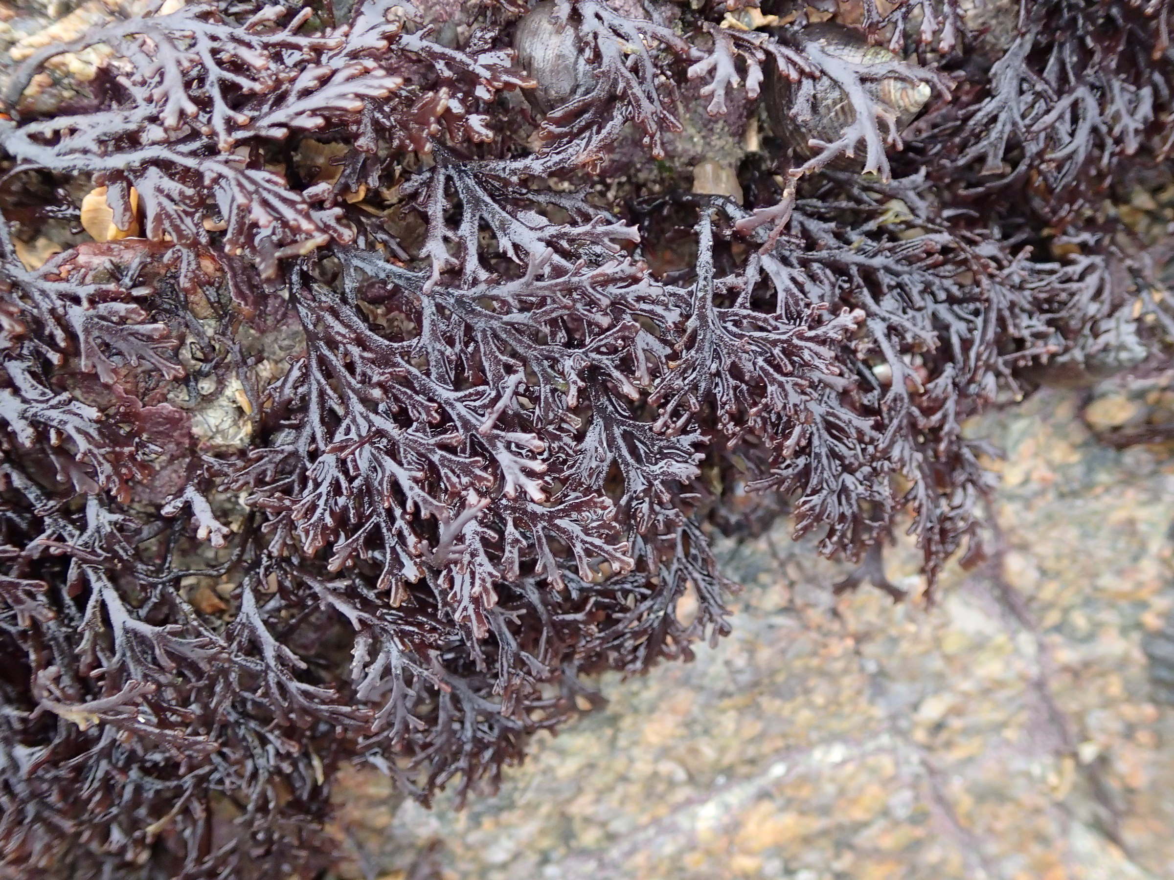 osmundea_pinnatifida5md