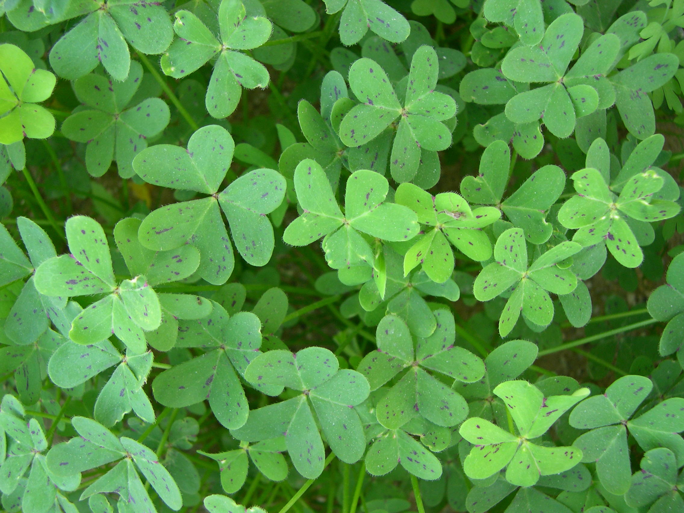 oxalis_pes-caprae2md