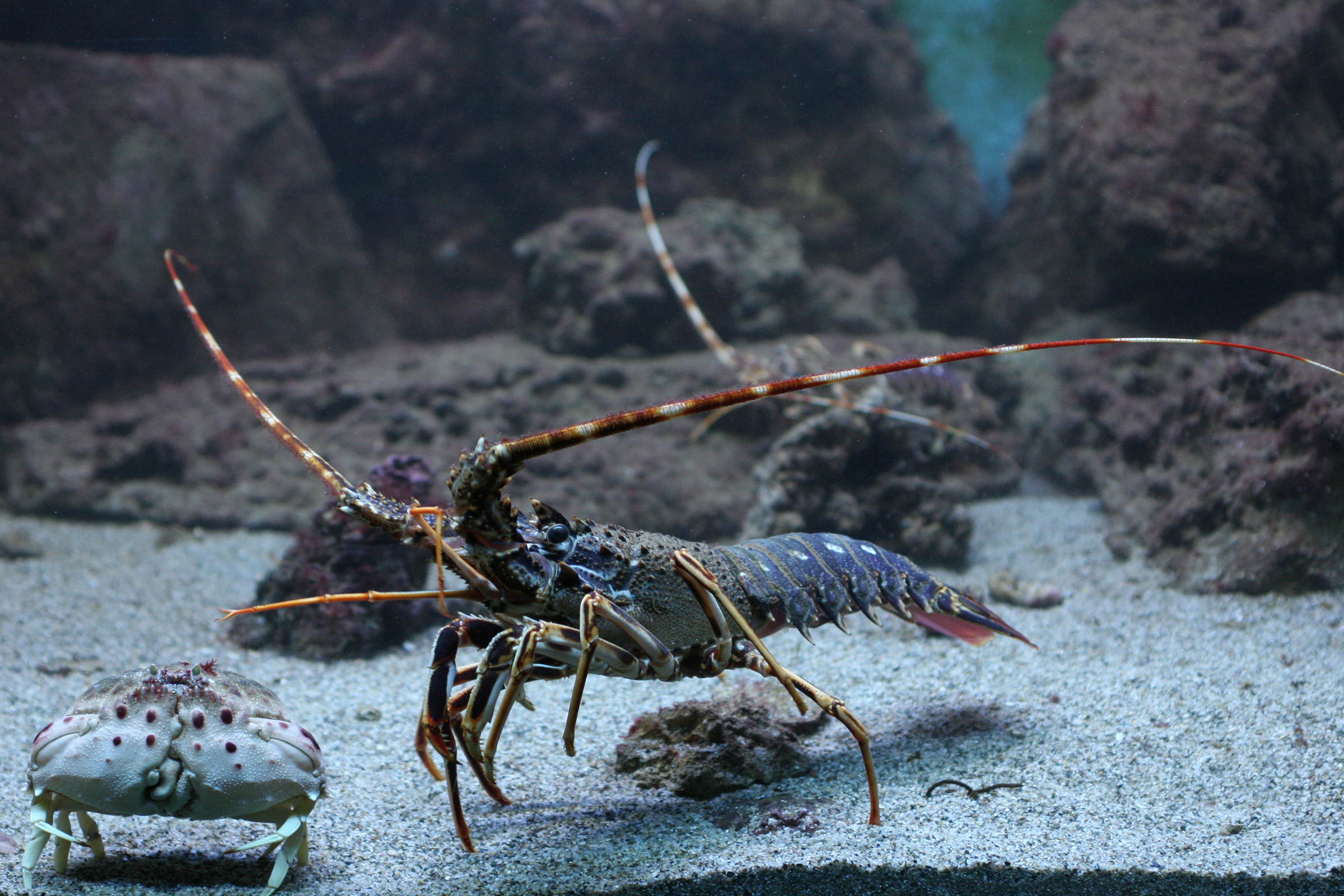 palinurus_elephas2md