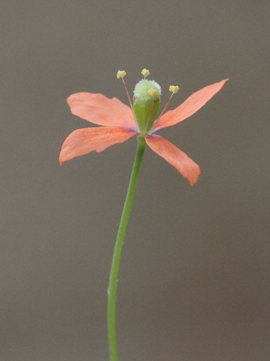 papaver_purpureomarginatum1bd