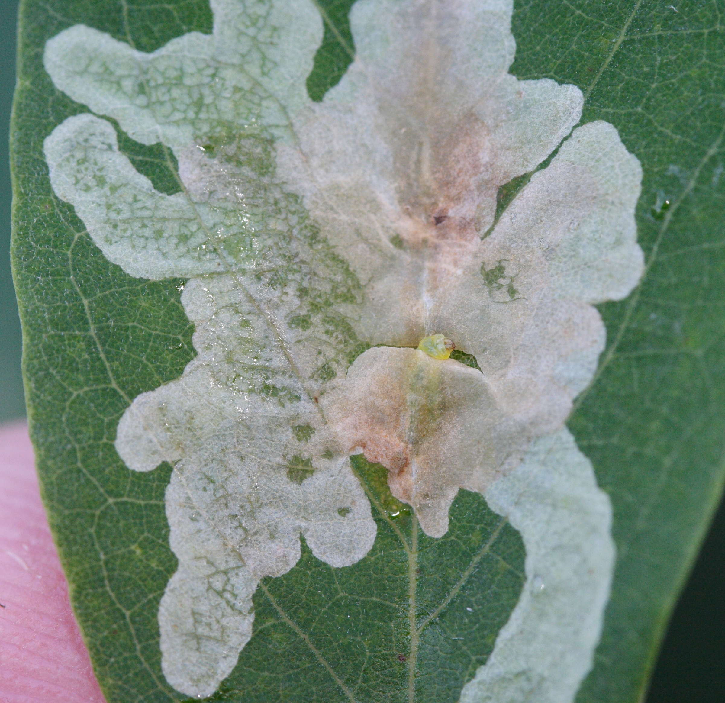 parectopa_robiniella4md