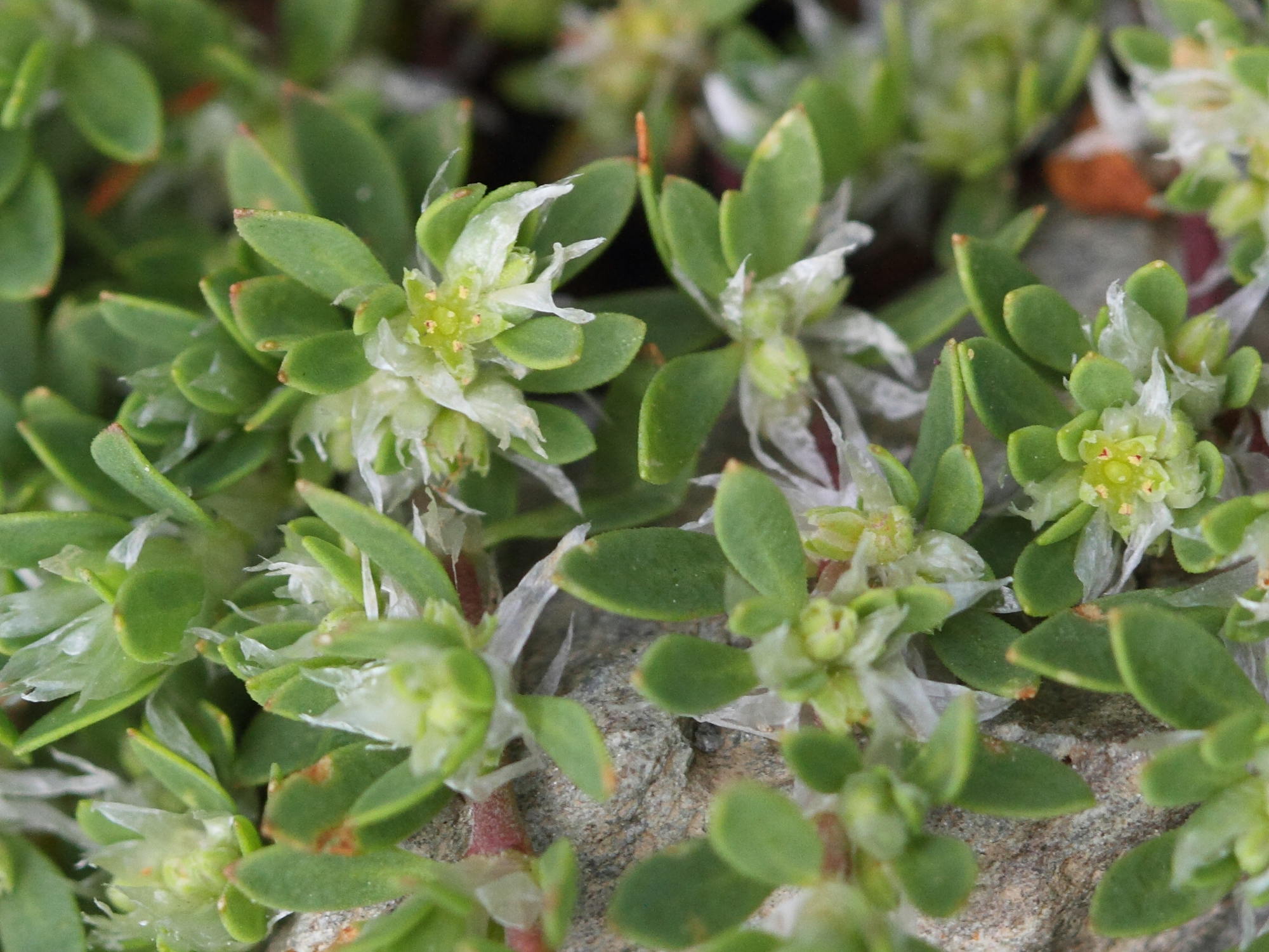 Paronychia_polygonifolia
