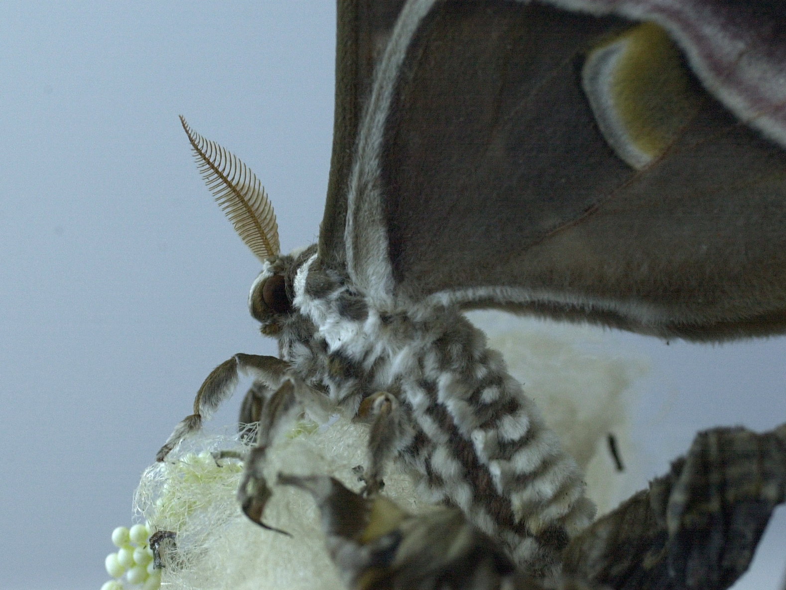 philosamia_ricini6bmd