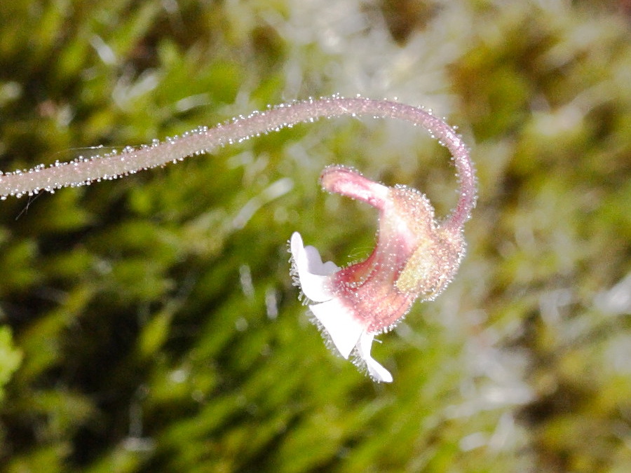 pinguicula_lusitanica2md