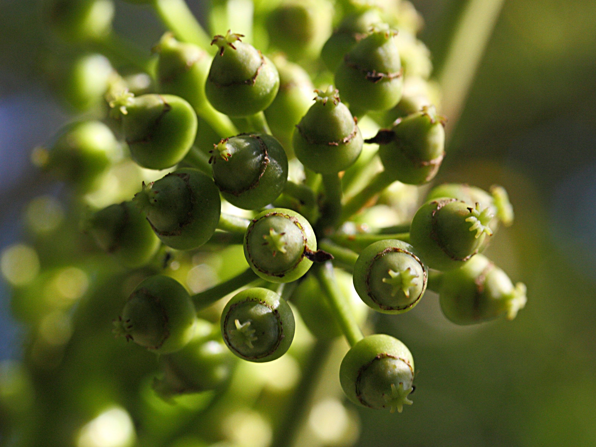 polyscias_repanda3md