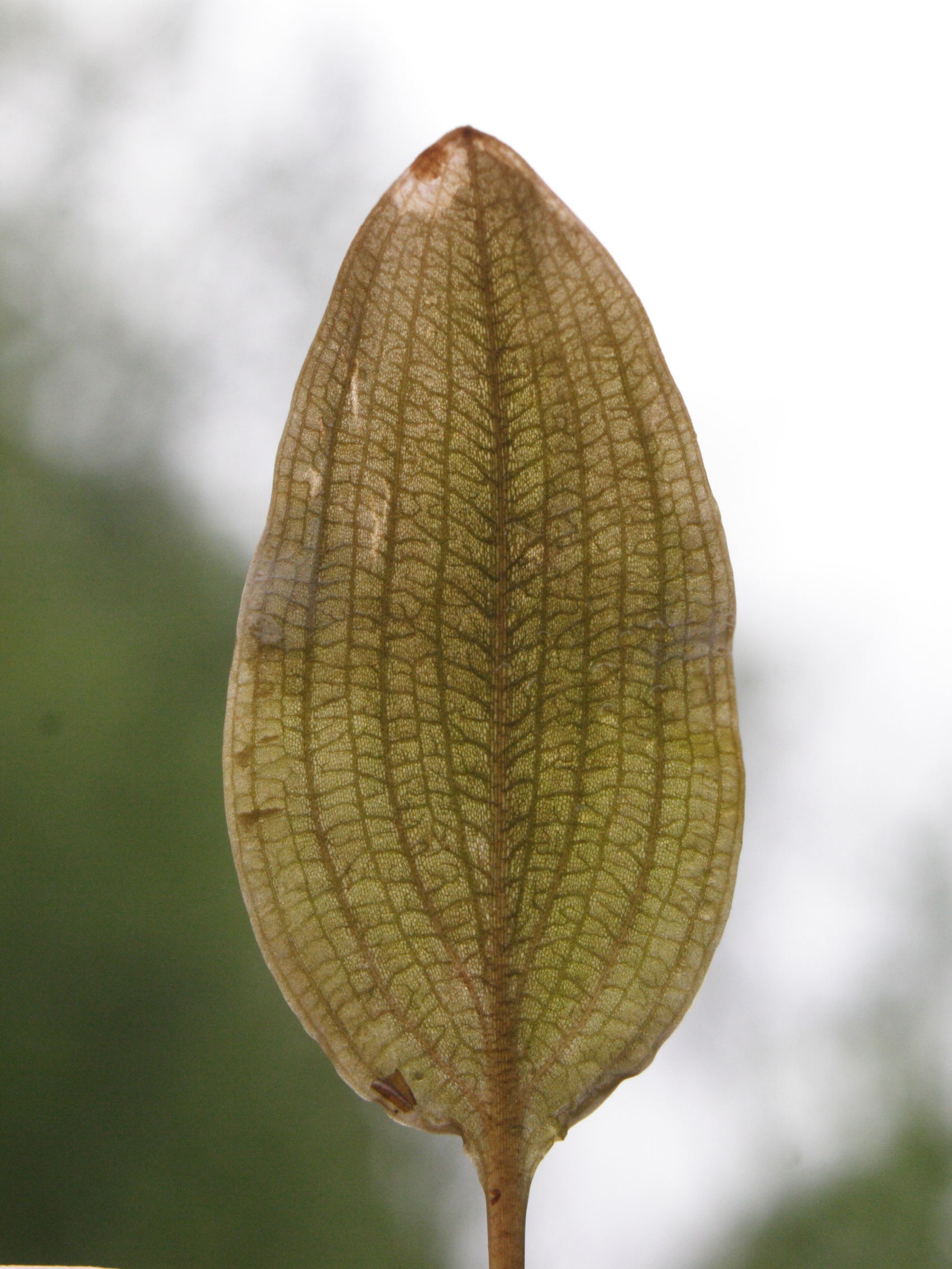 potamogeton_coloratus1md