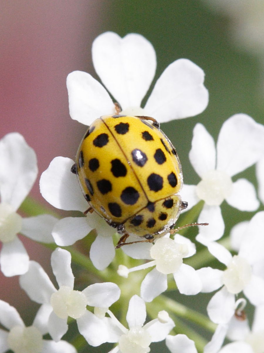 Afficher le média psyllobora_vigintiduopunctata1md psyllobora_vigintiduopunctata1md