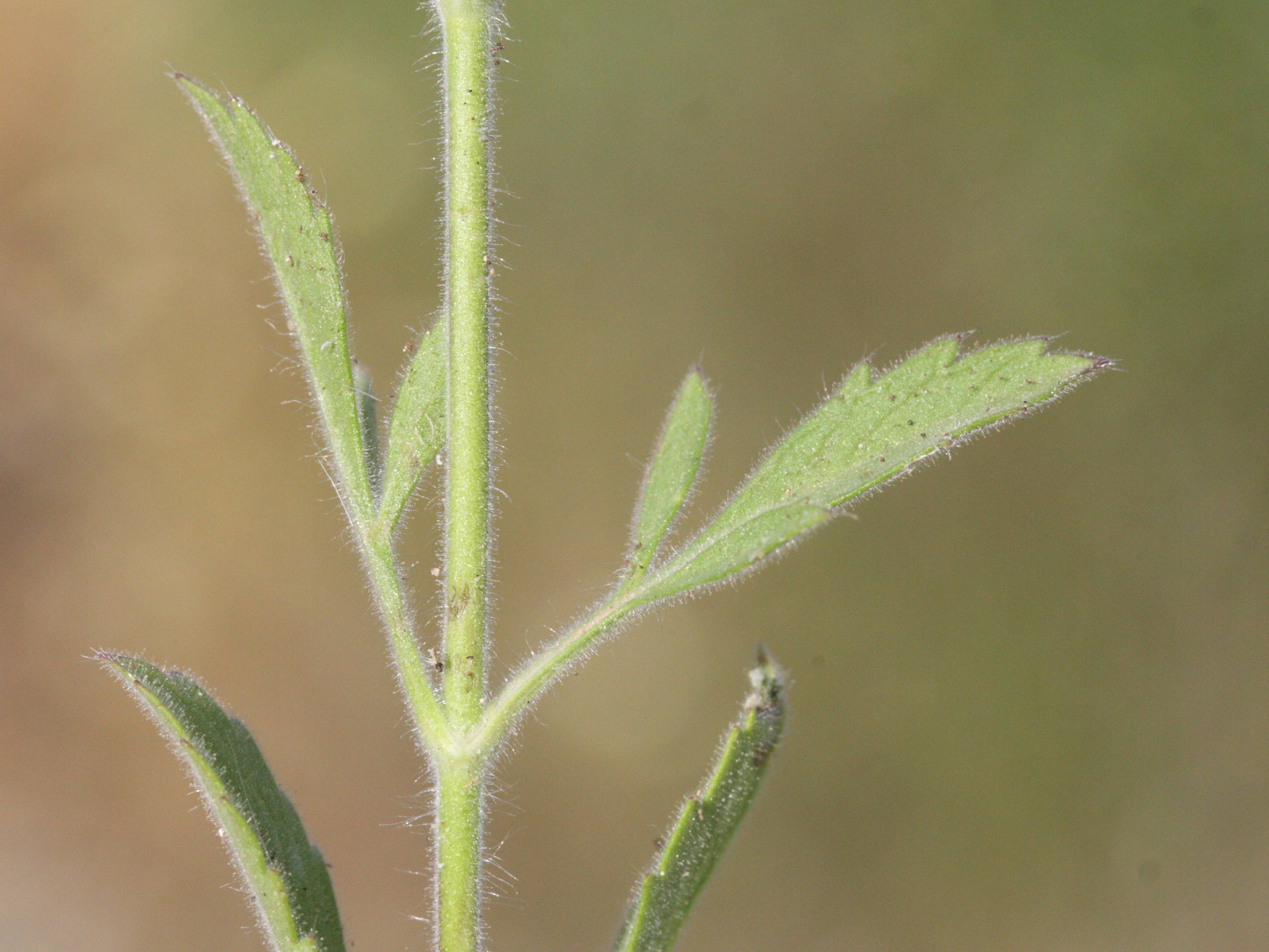 pterocephalus_plumosus3md