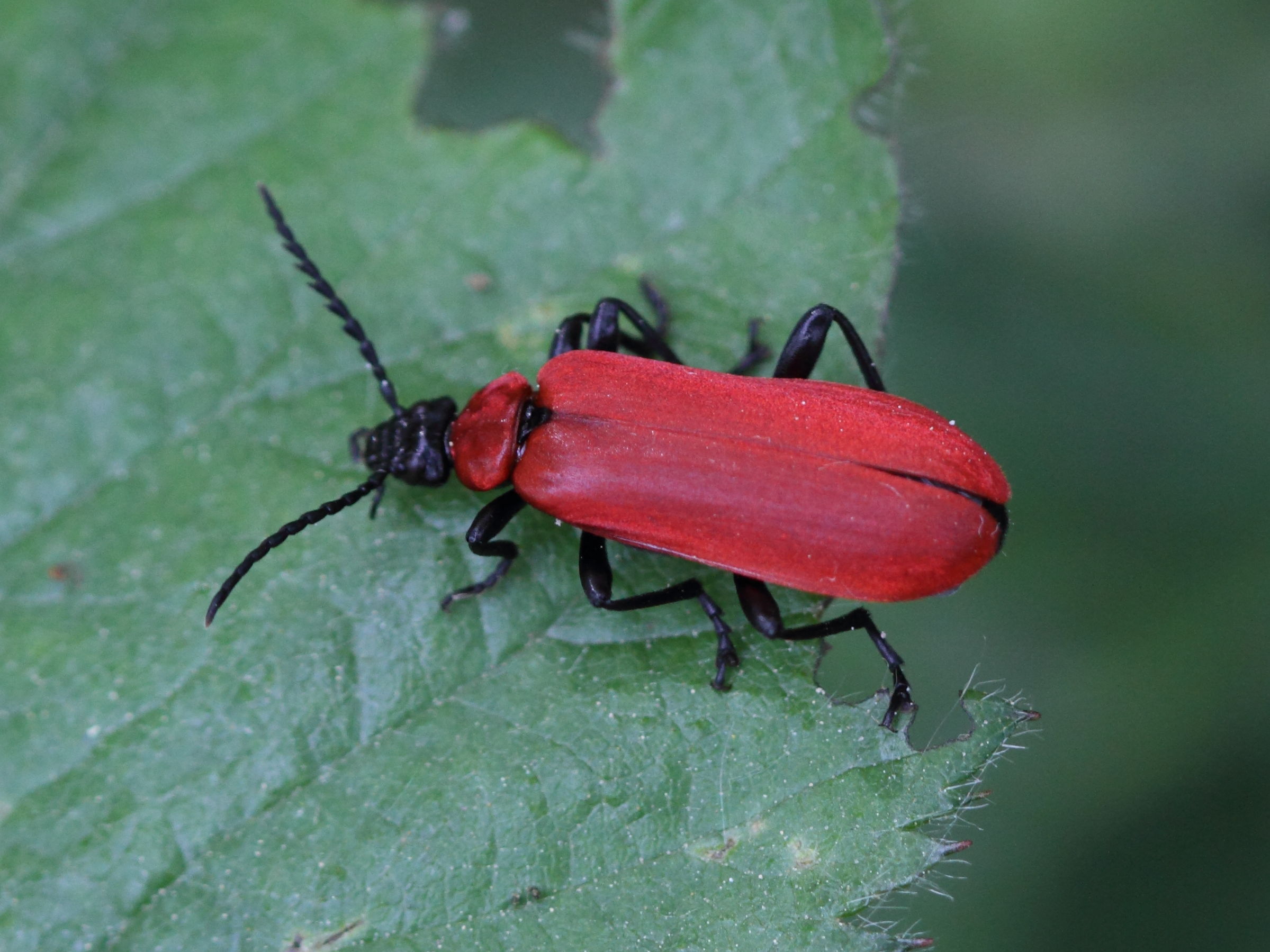 pyrochroa_coccinea1bd