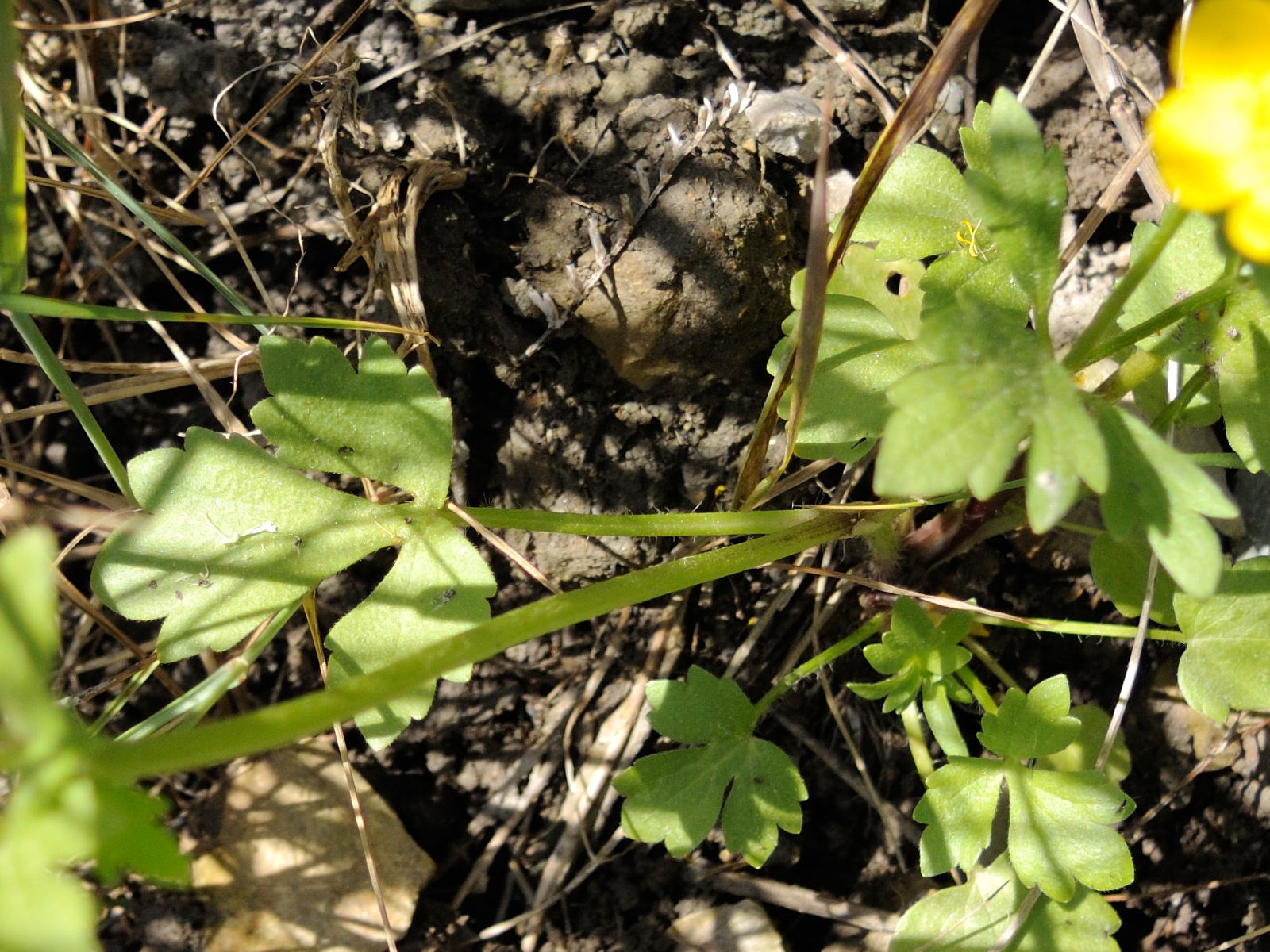 Afficher le média ranunculus_sardous2md ranunculus_sardous2md