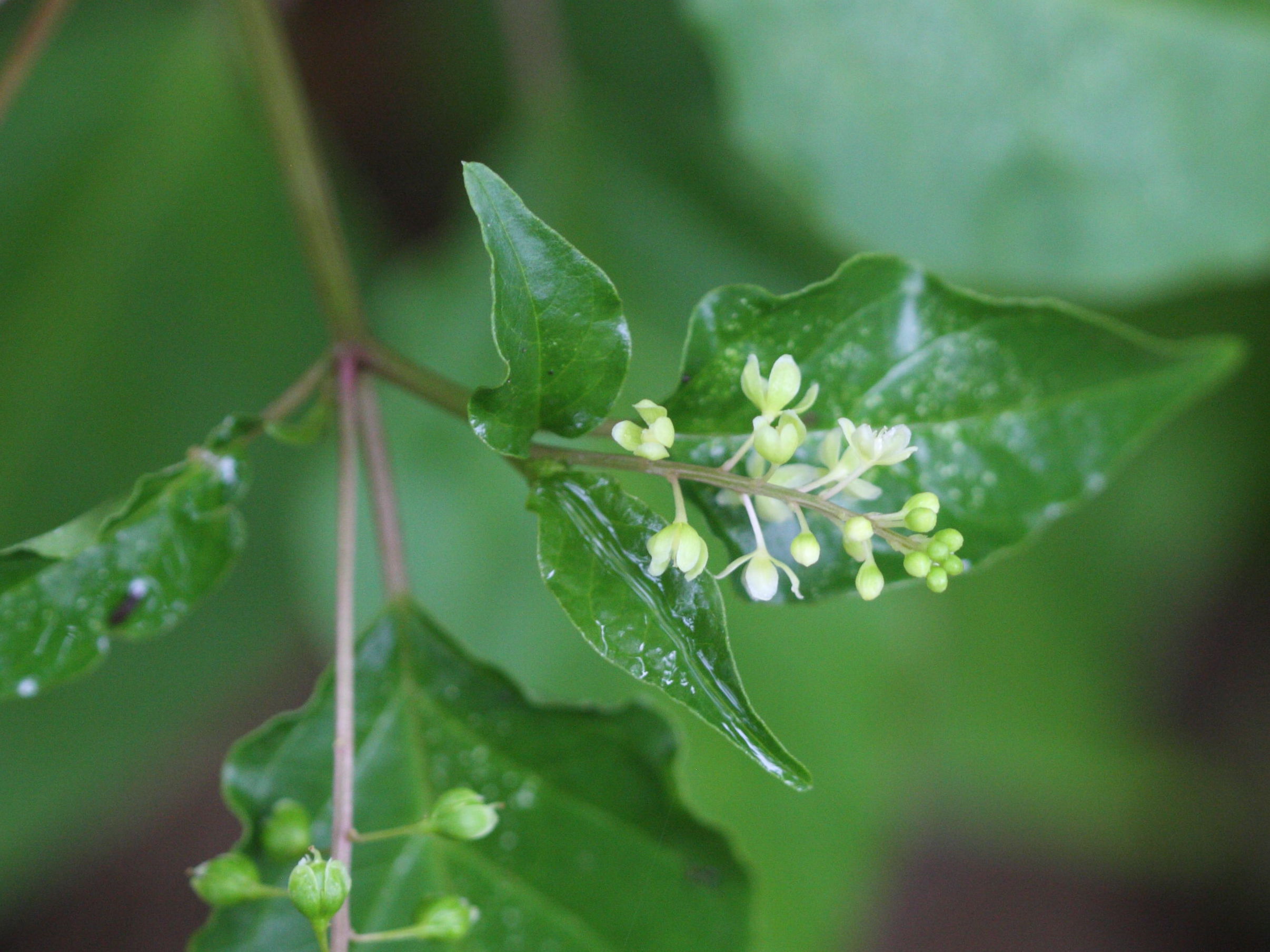 Afficher le média rivina_humilis1bmd rivina_humilis1bmd