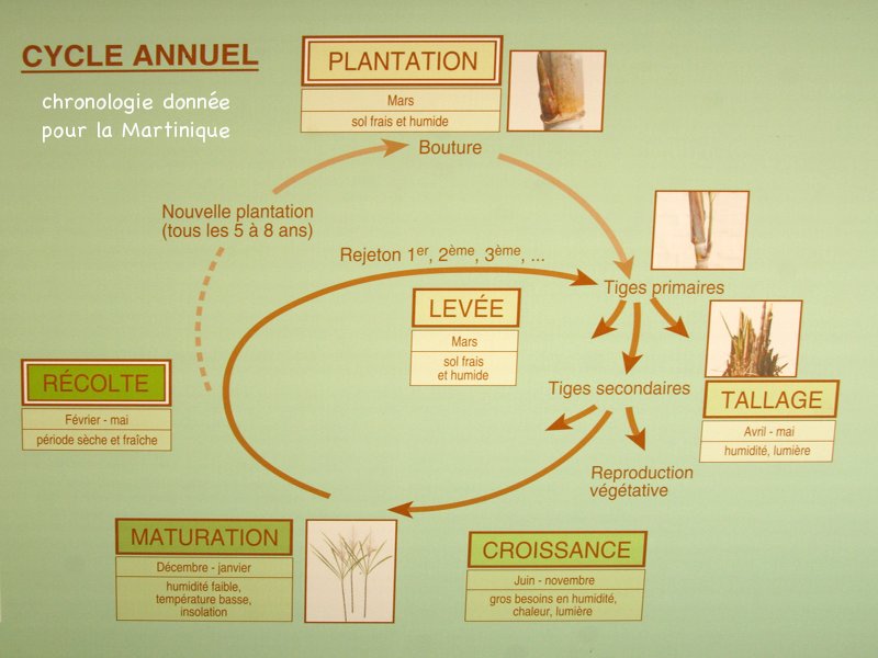 saccharum_officinarum7md