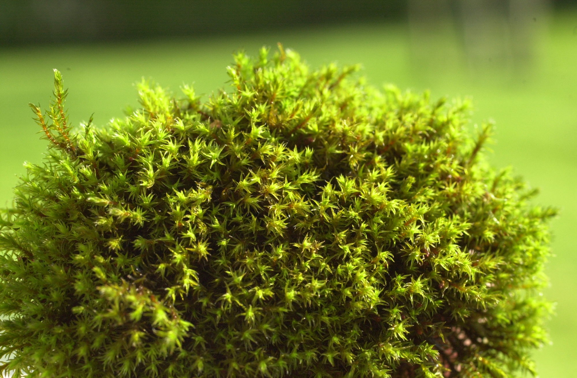 schistidium_apocarpum2md