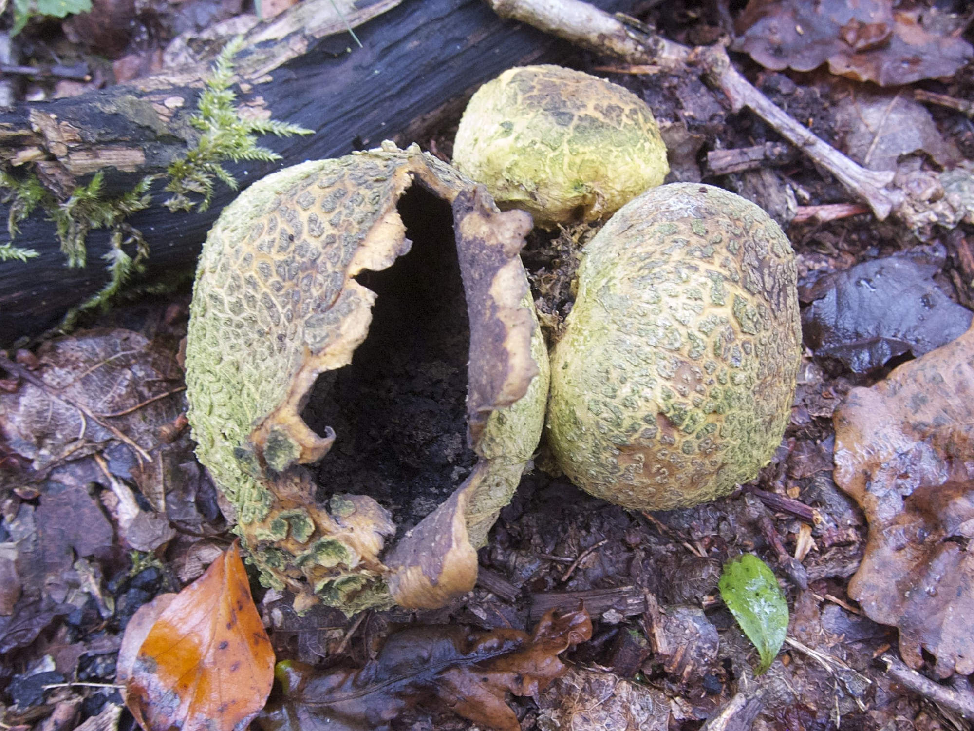 Afficher le média scleroderma_citrinum4bd scleroderma_citrinum4bd