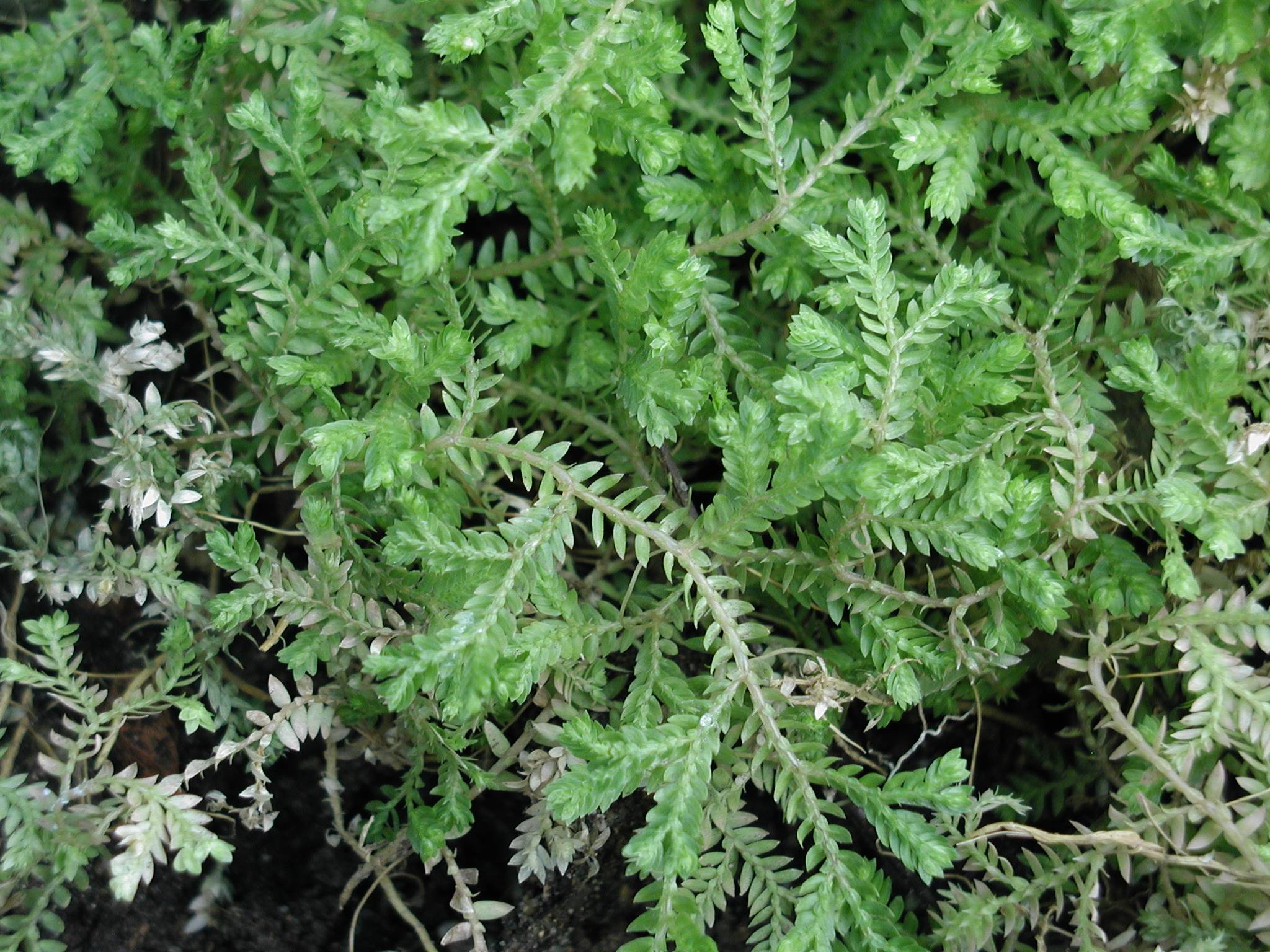 selaginella_kraussiana2md