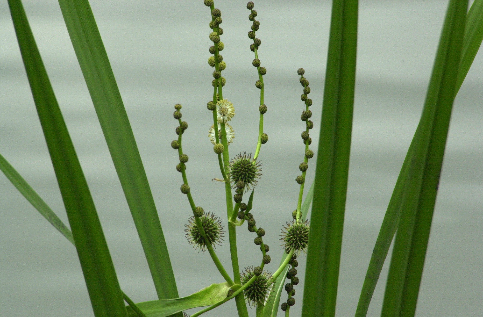 sparganium_erectum2md