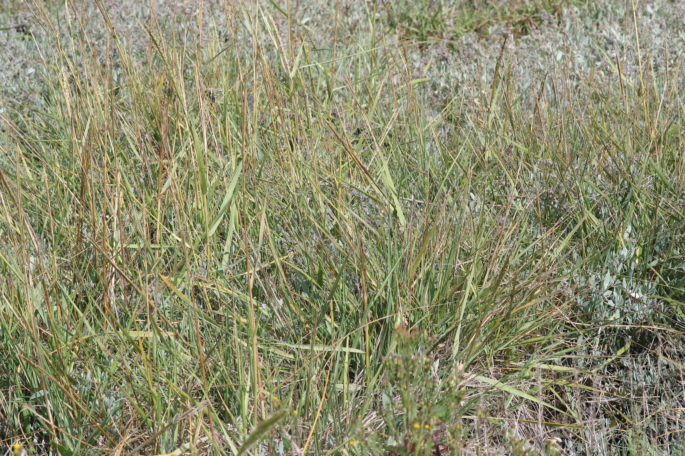 Spartina_anglica