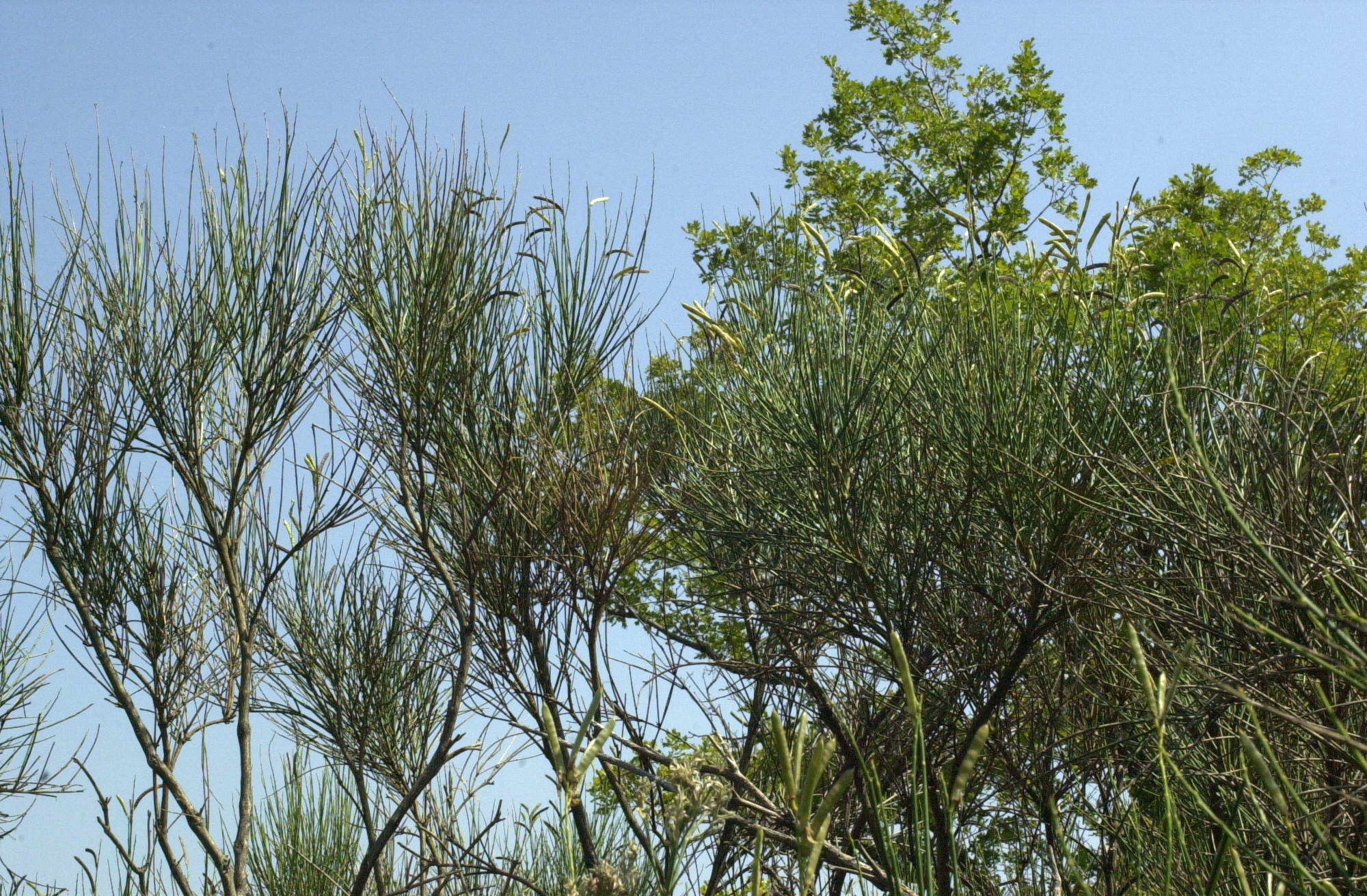 spartium_junceum1amd