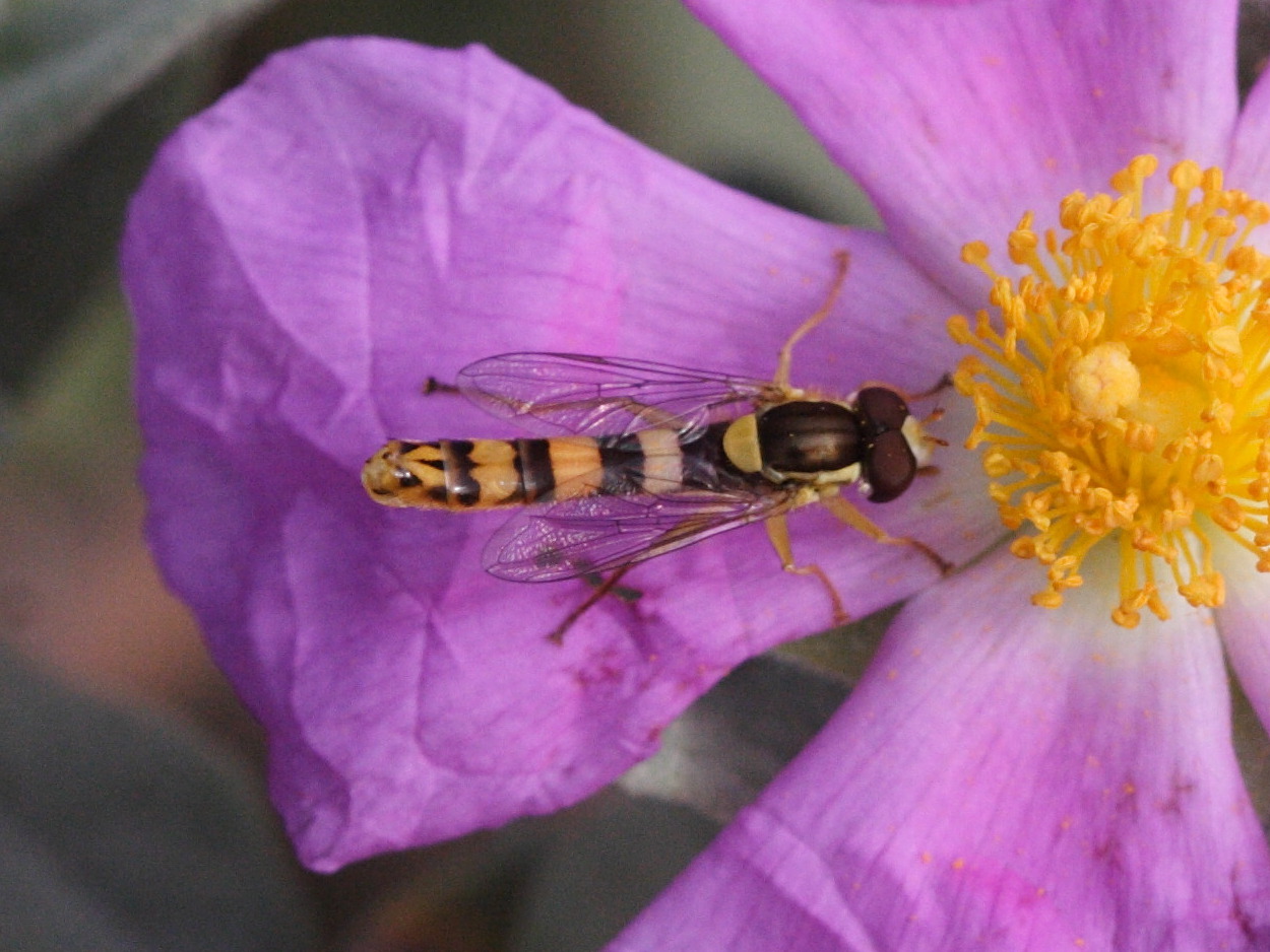 sphaerophoria_scripta1md