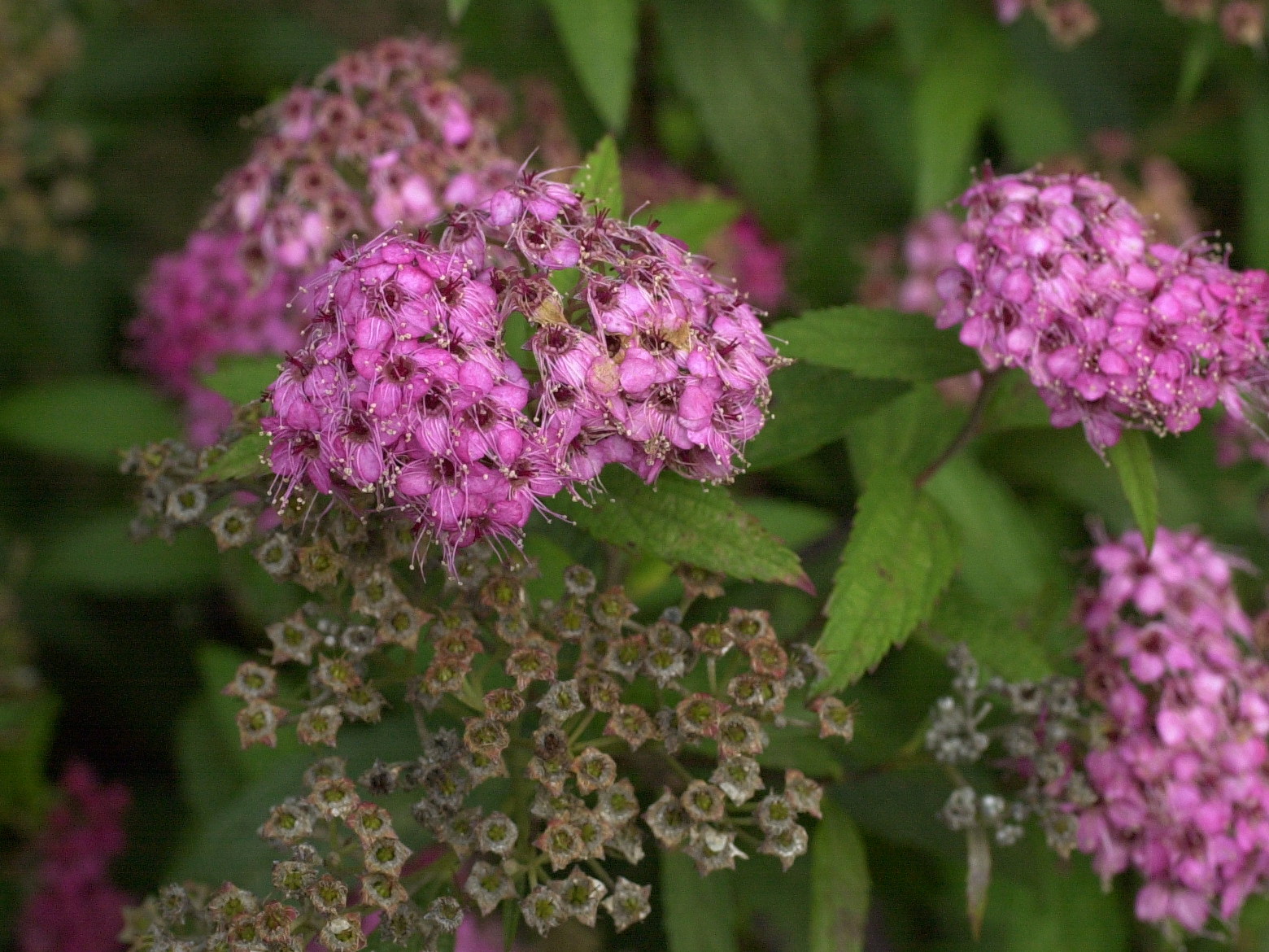 spiraea_japonica_dart-red2md