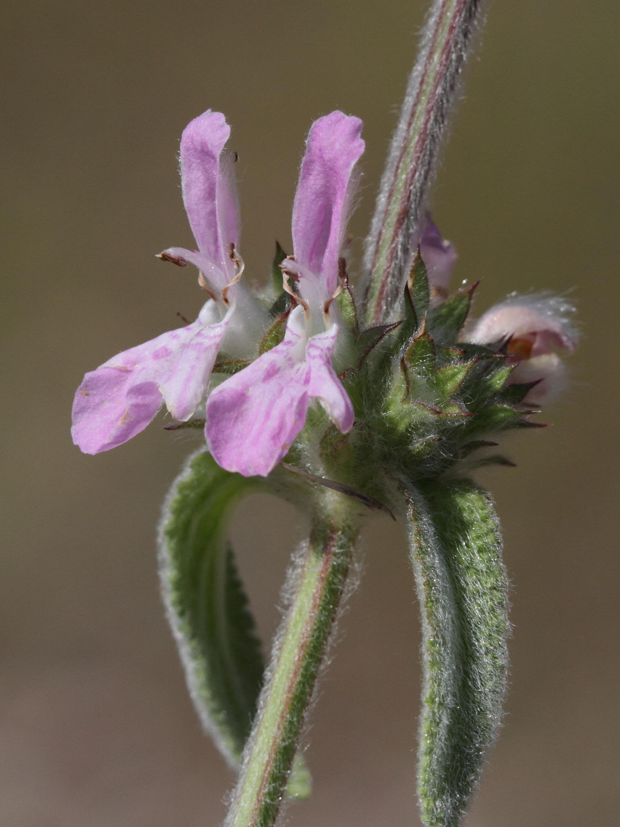 Afficher le média stachys_cretica2bd stachys_cretica2bd