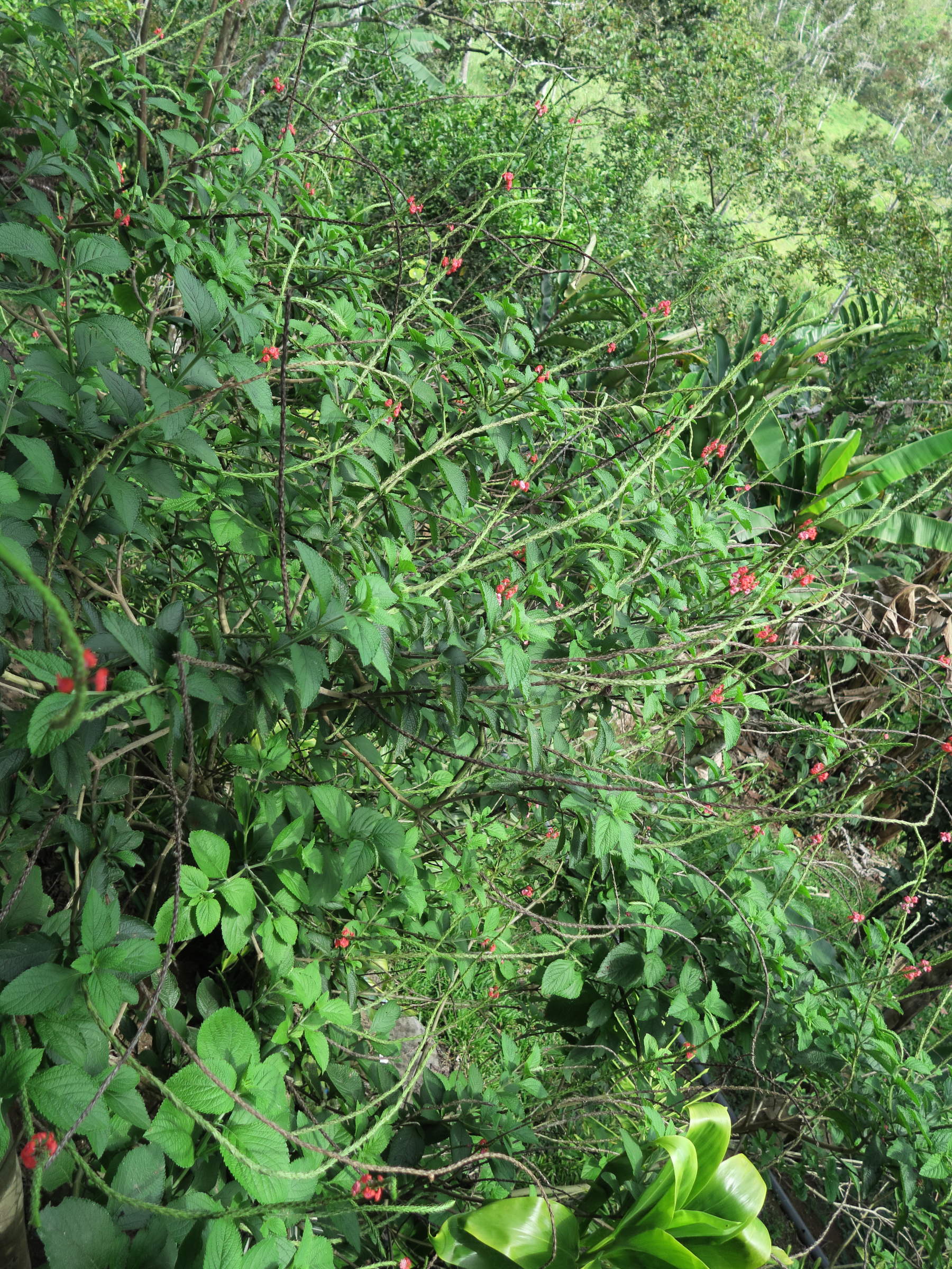 stachytarpheta_mutabilis2md