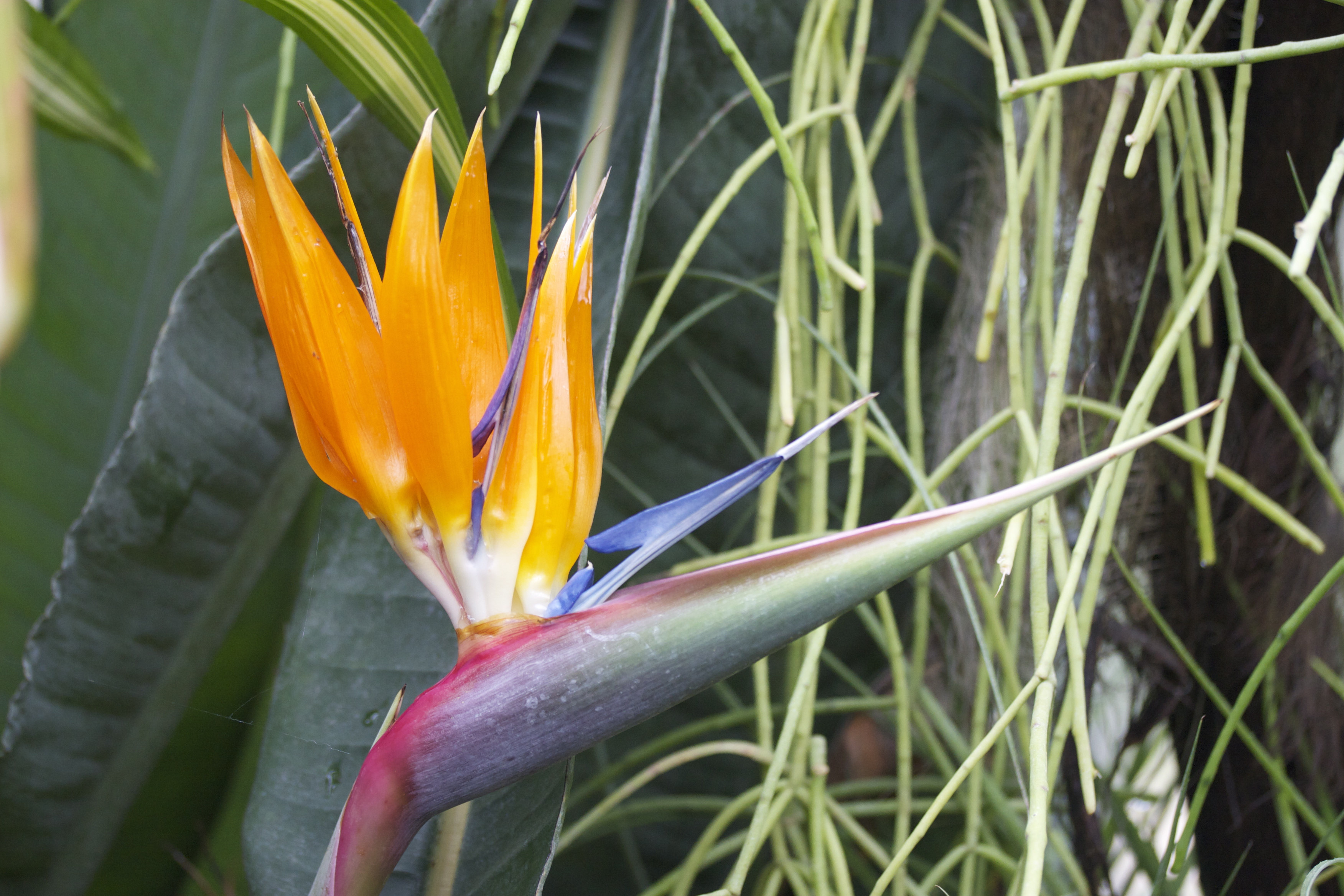 strelitzia_reginae2md
